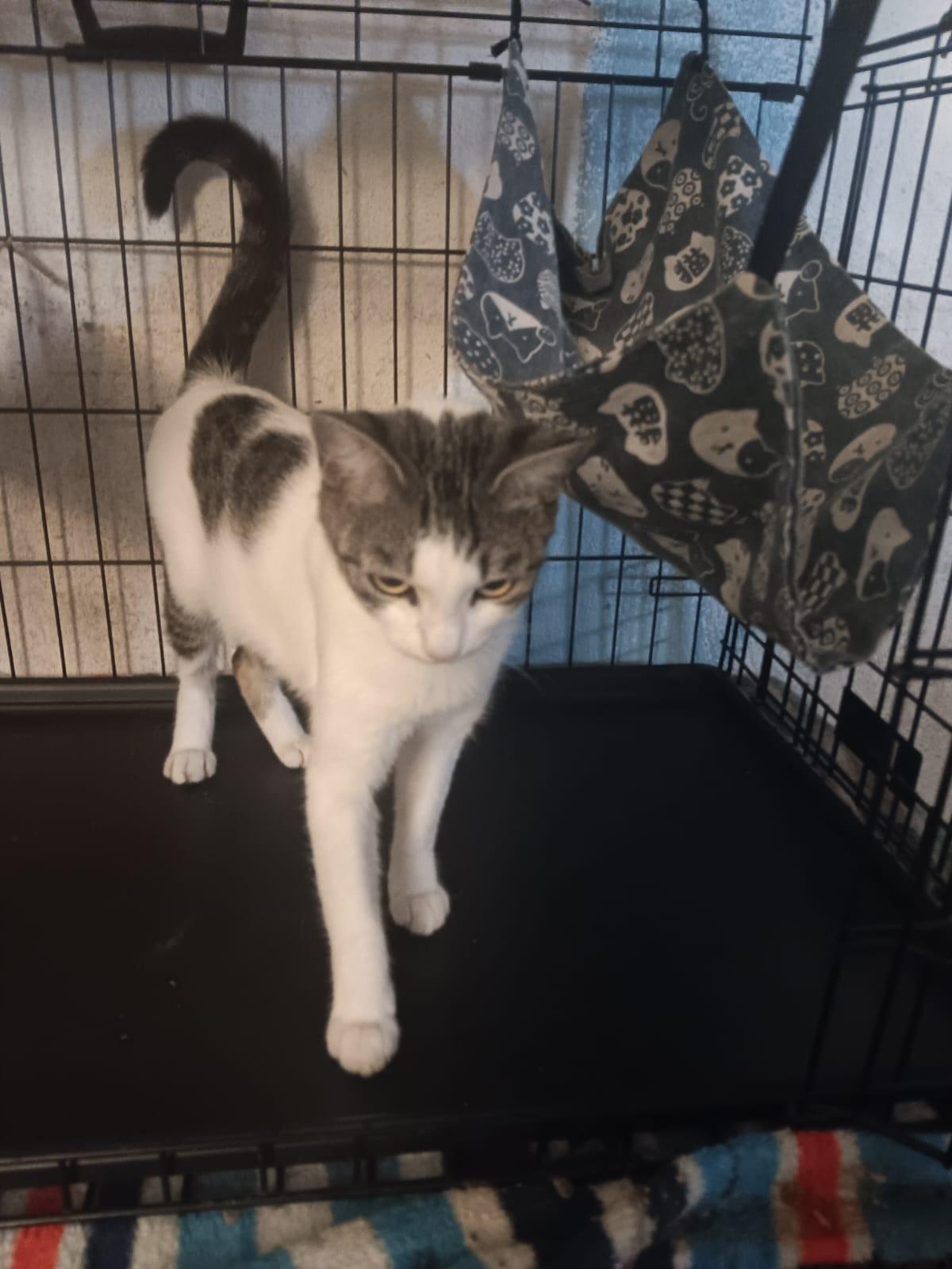 Lita, Adoptable, Young Female American Shorthair.