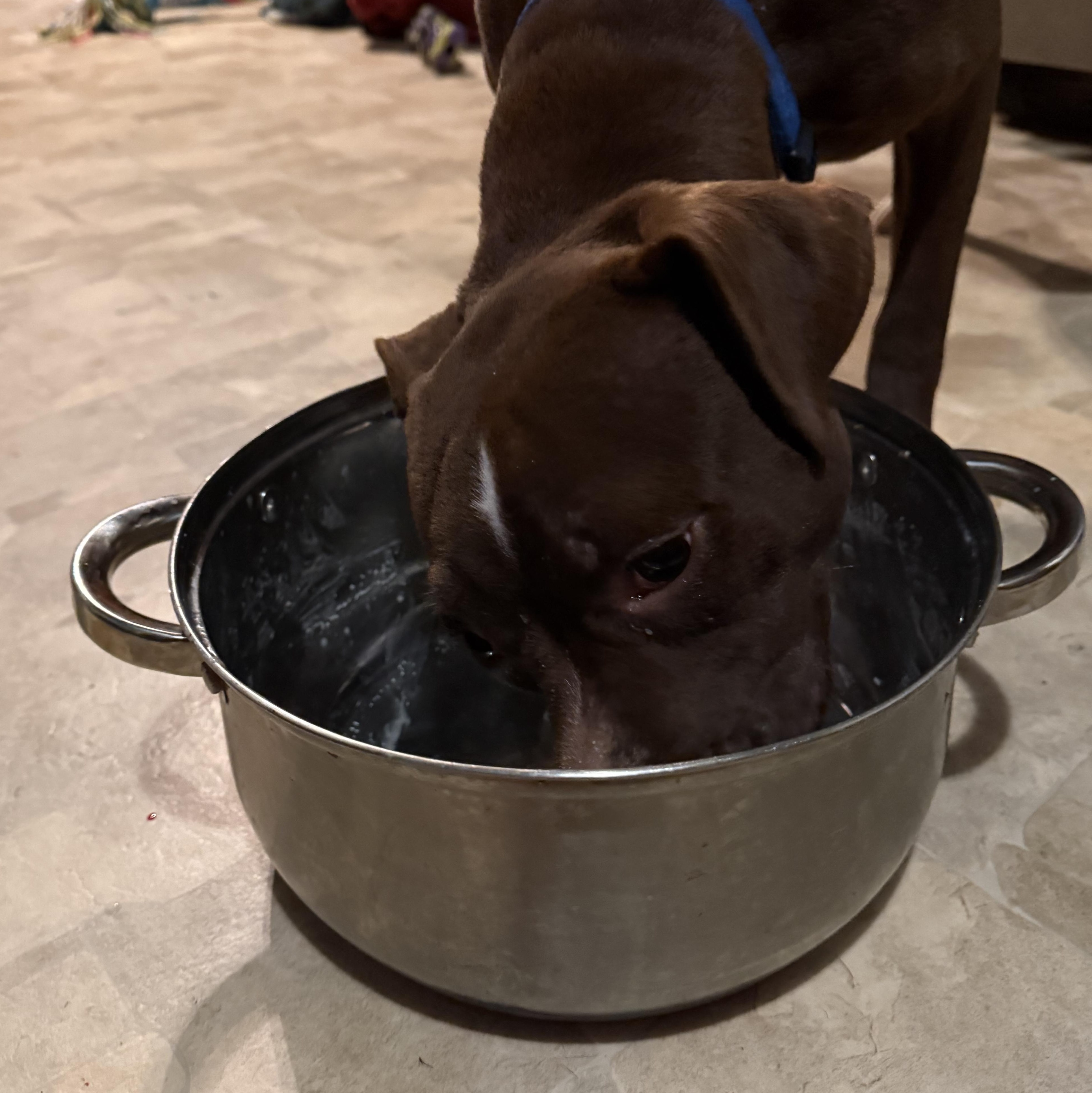 Lenox , a ADOPTABLE mixed breed in Warrenville, IL image 4/6