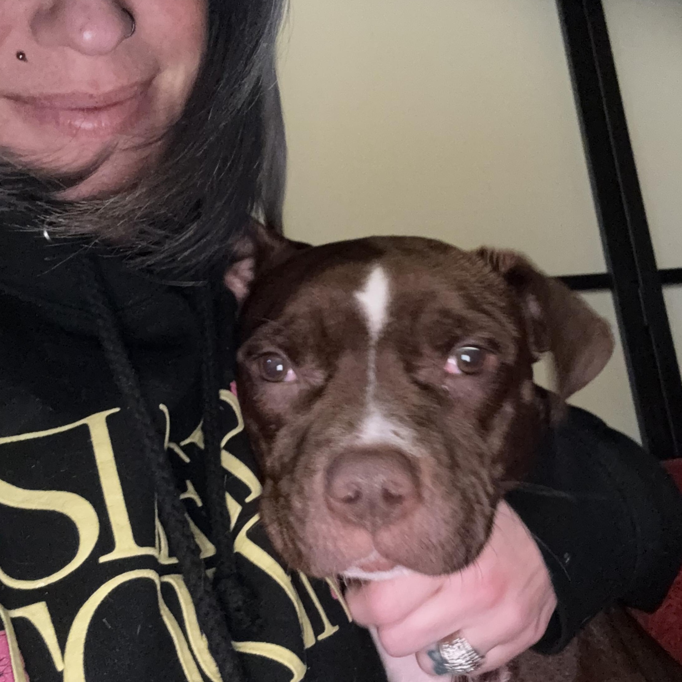 Lenox , a ADOPTABLE mixed breed in Warrenville, IL image 2/6