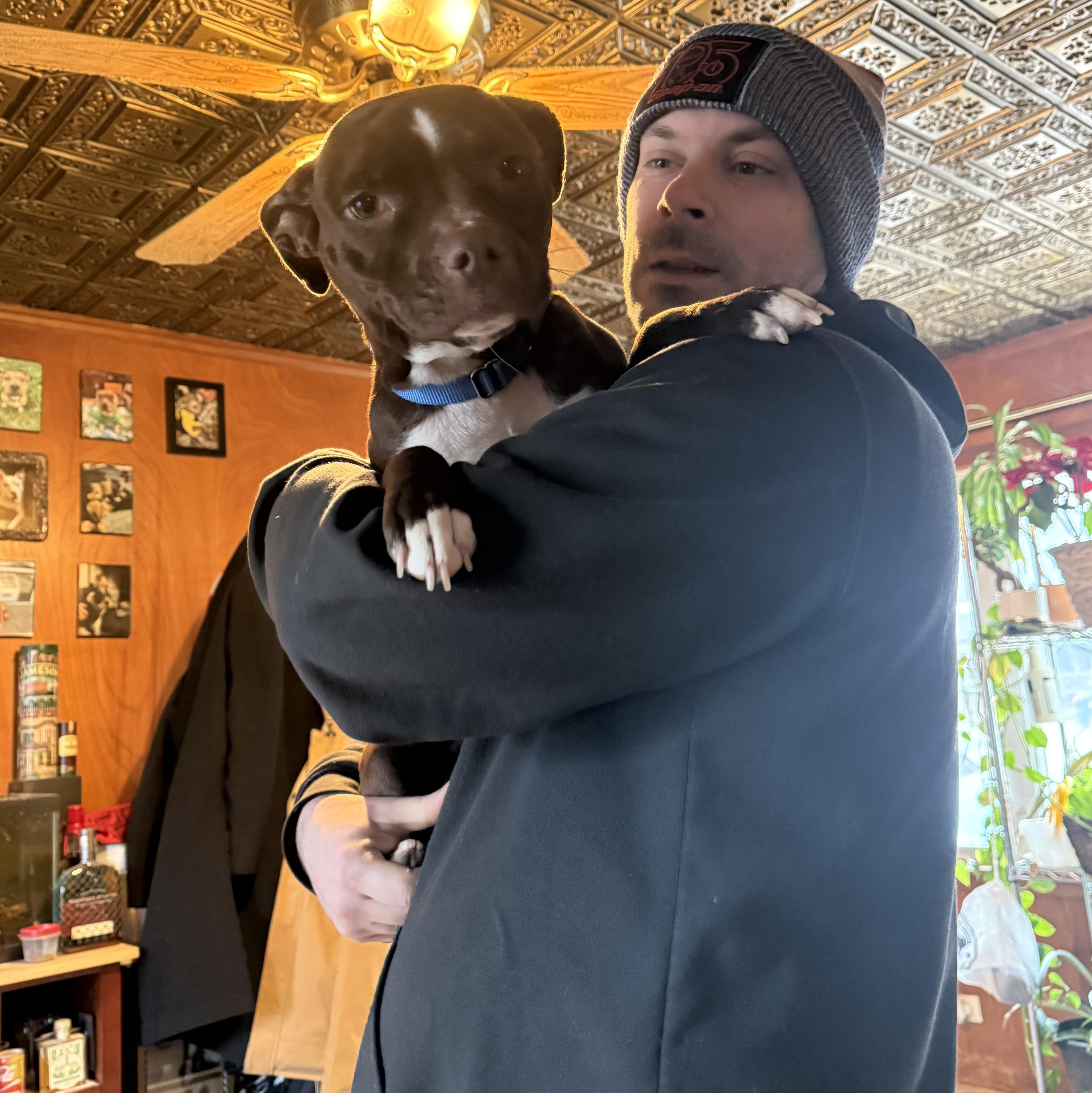 Lenox , a ADOPTABLE mixed breed in Warrenville, IL image 6/6