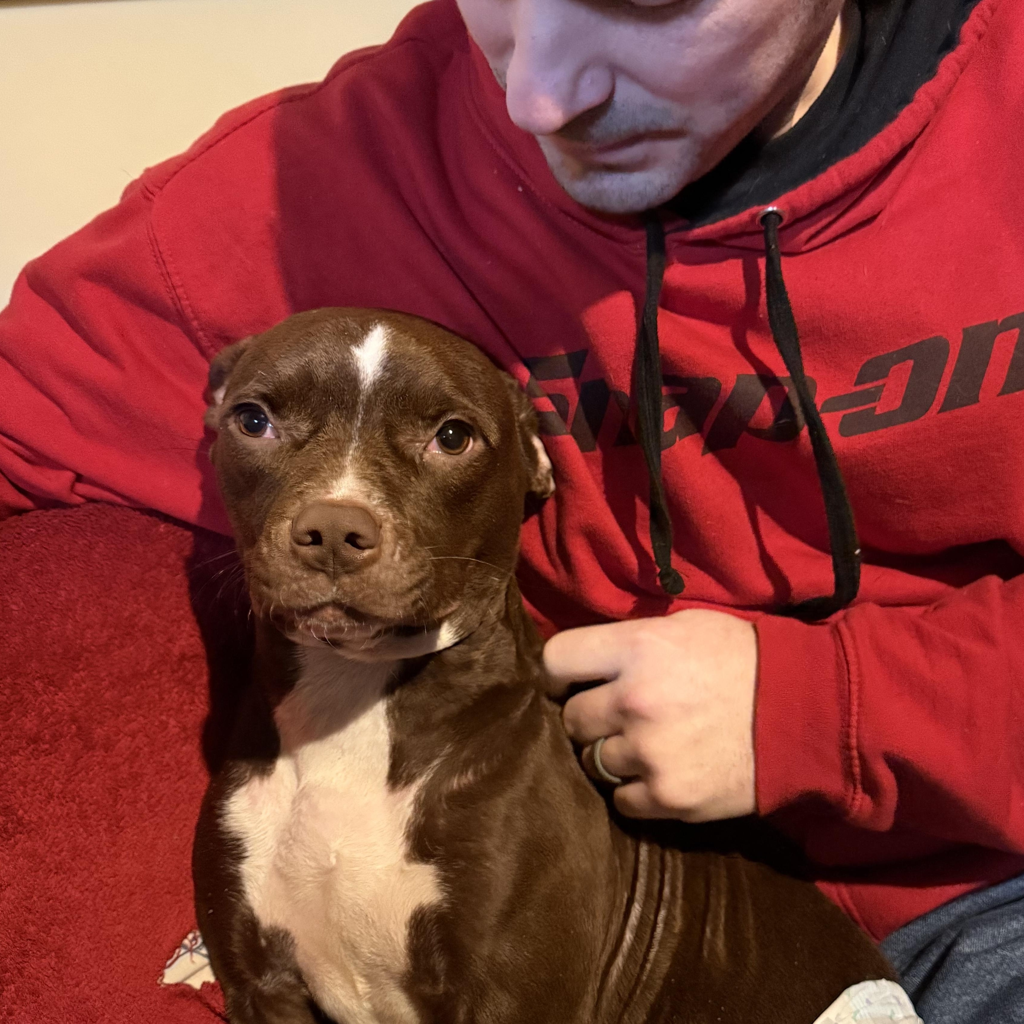 Lenox , a ADOPTABLE mixed breed in Warrenville, IL image 5/6