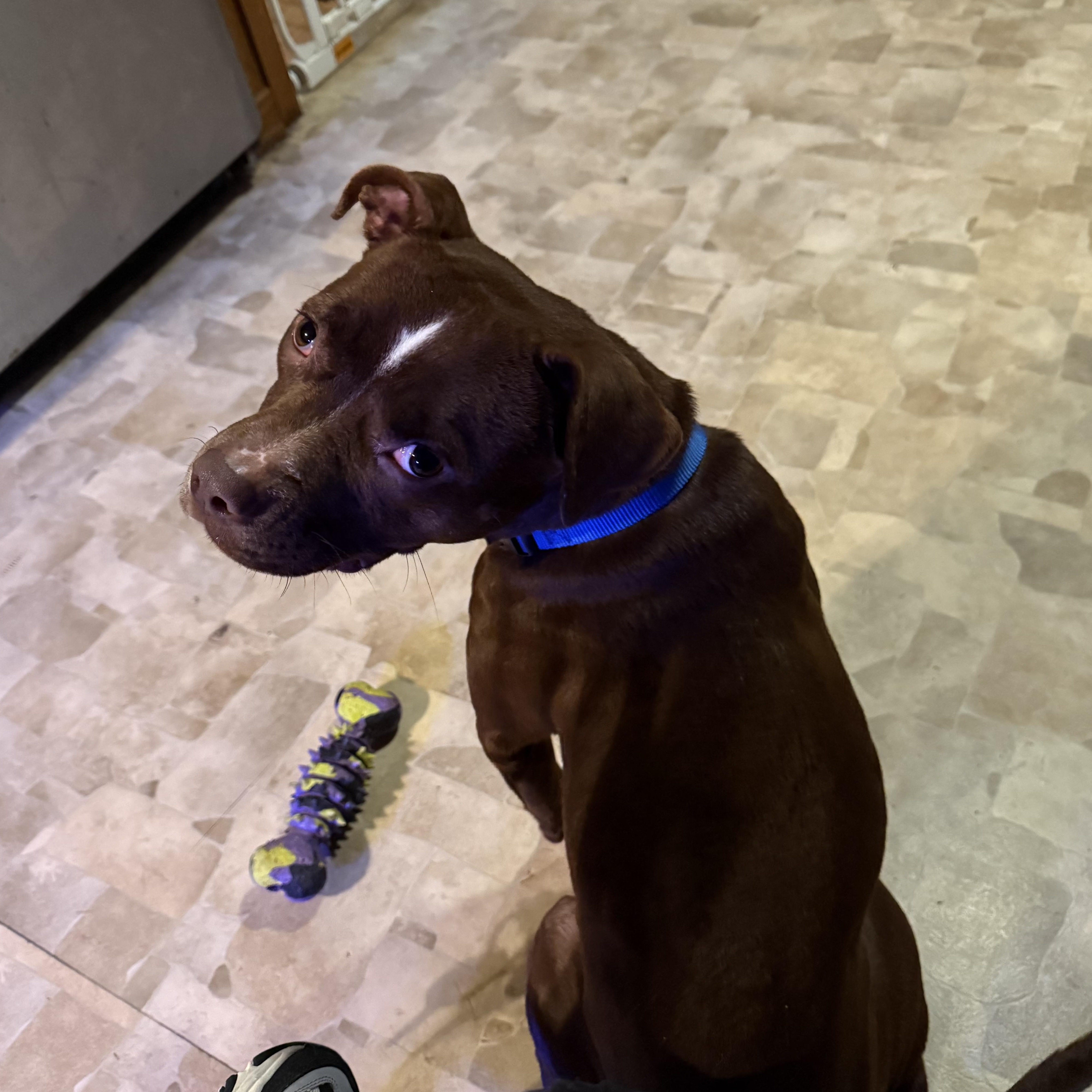 Lenox , a ADOPTABLE mixed breed in Warrenville, IL image 3/6