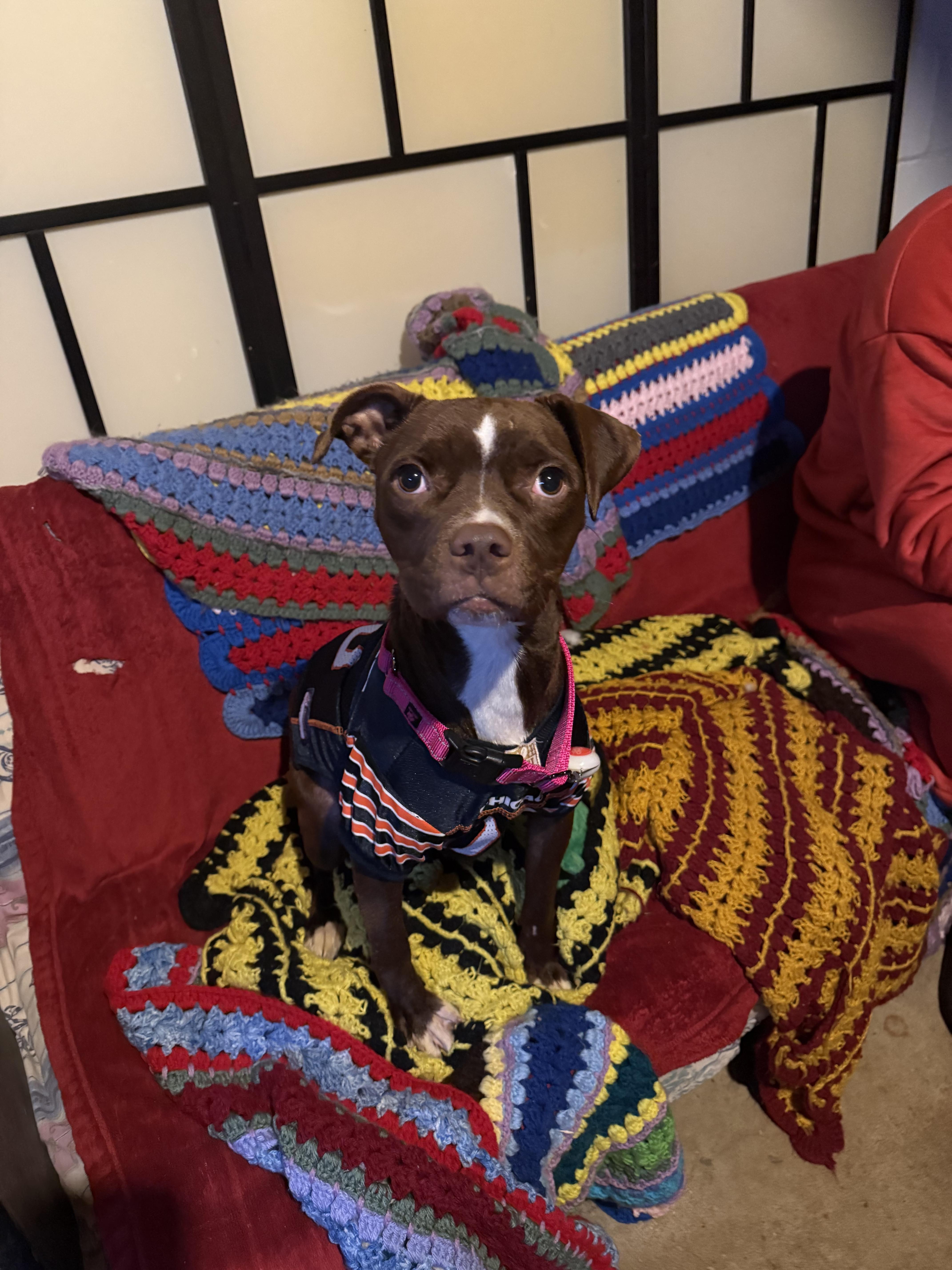 Lenox , ADOPTABLE, Young Female American Staffordshire Terrier & Pit Bull Terrier.