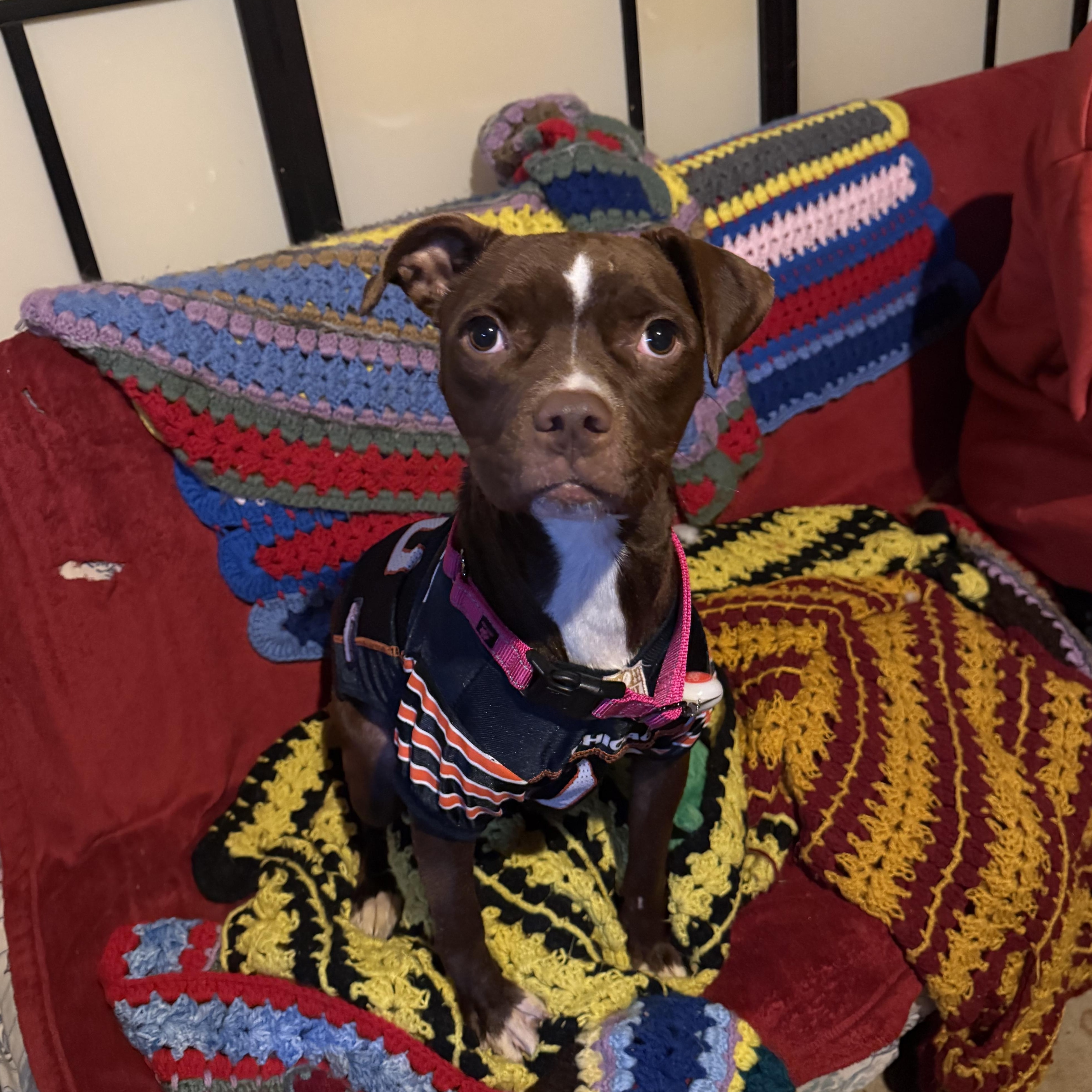 Lenox , a ADOPTABLE mixed breed in Warrenville, IL image 1/6