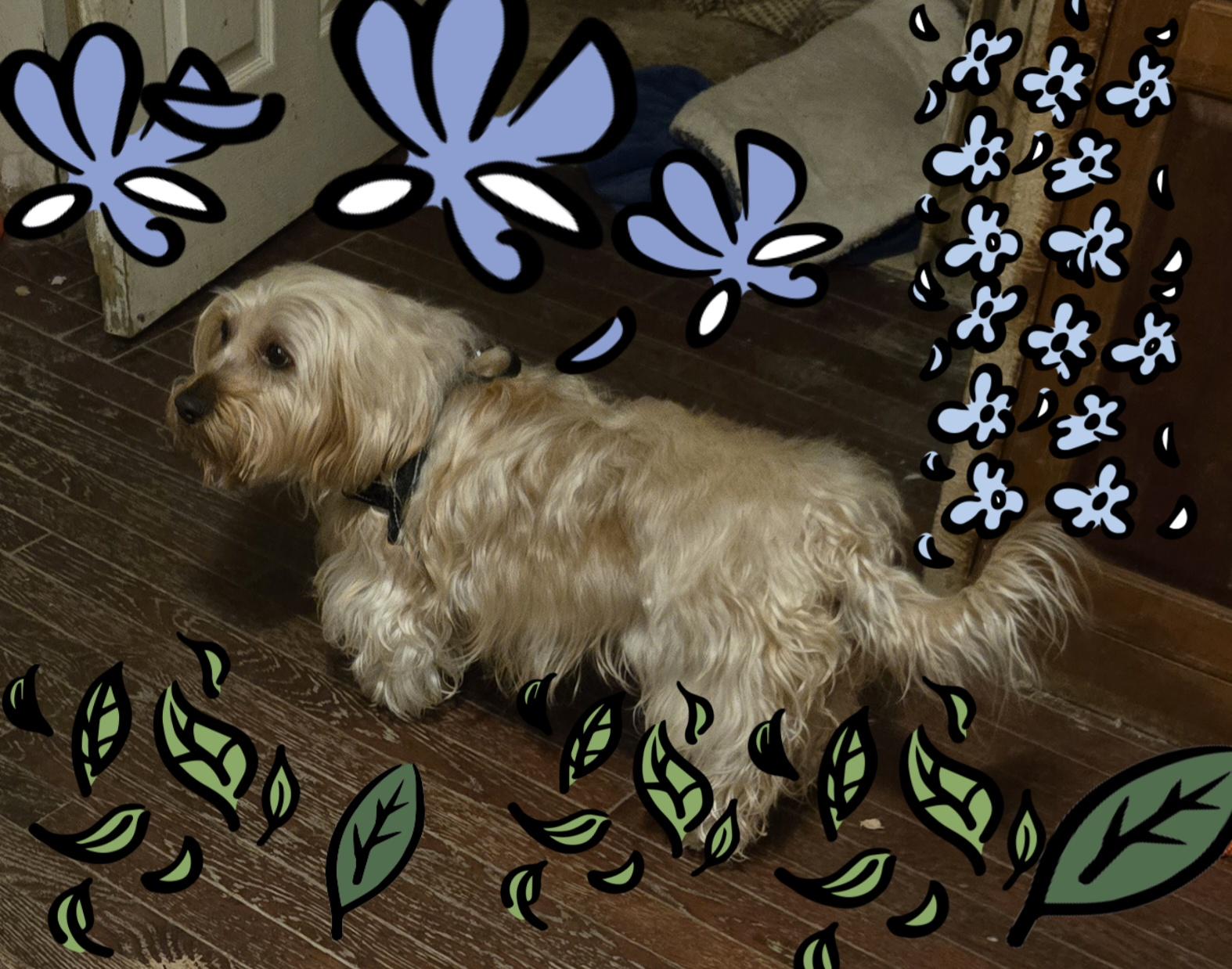 Enlarge Goldilocks, a Adoptable mixed breed in Suffolk, VA image 3/4