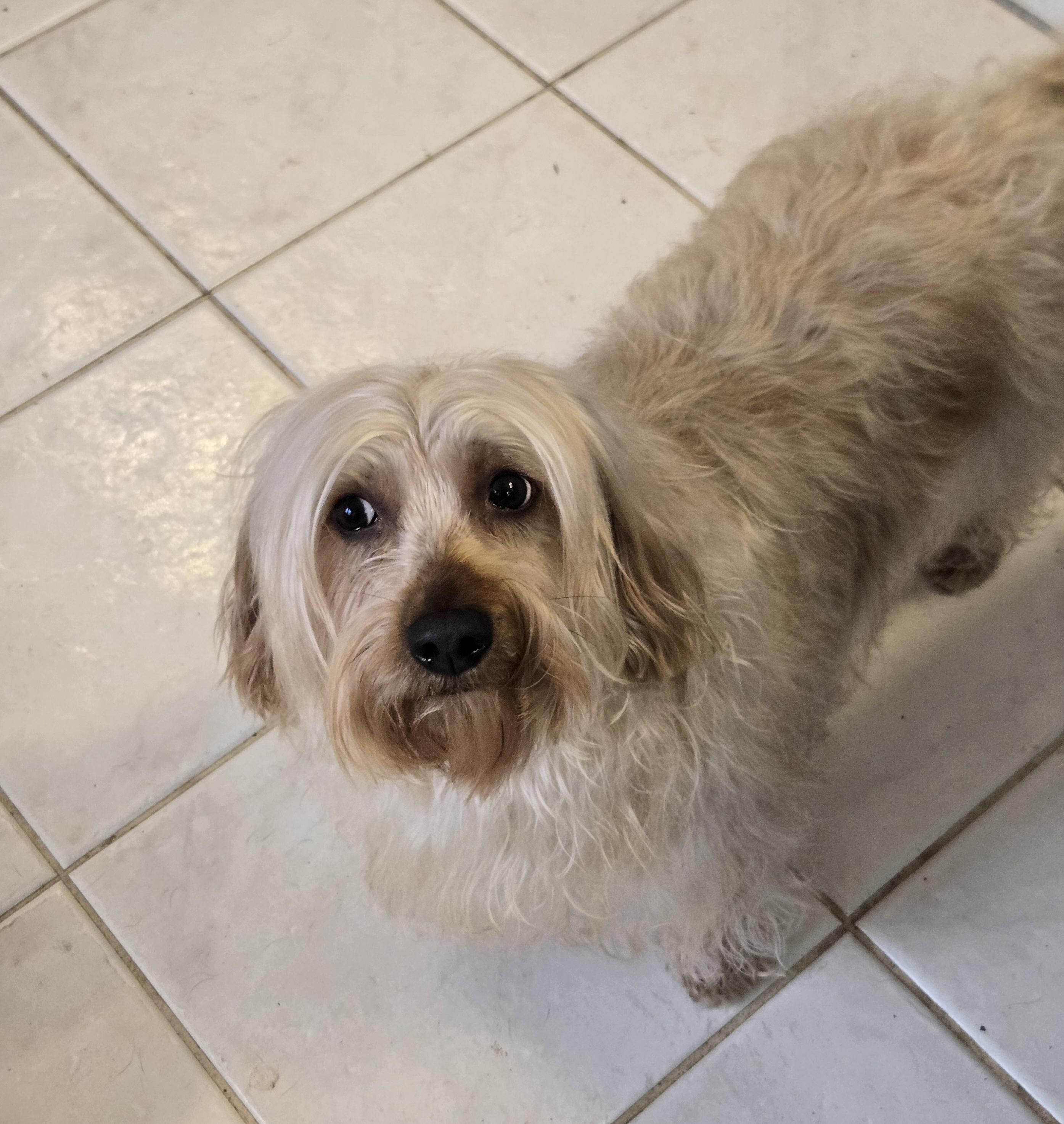 Enlarge Goldilocks, a Adoptable mixed breed in Suffolk, VA image 1/4