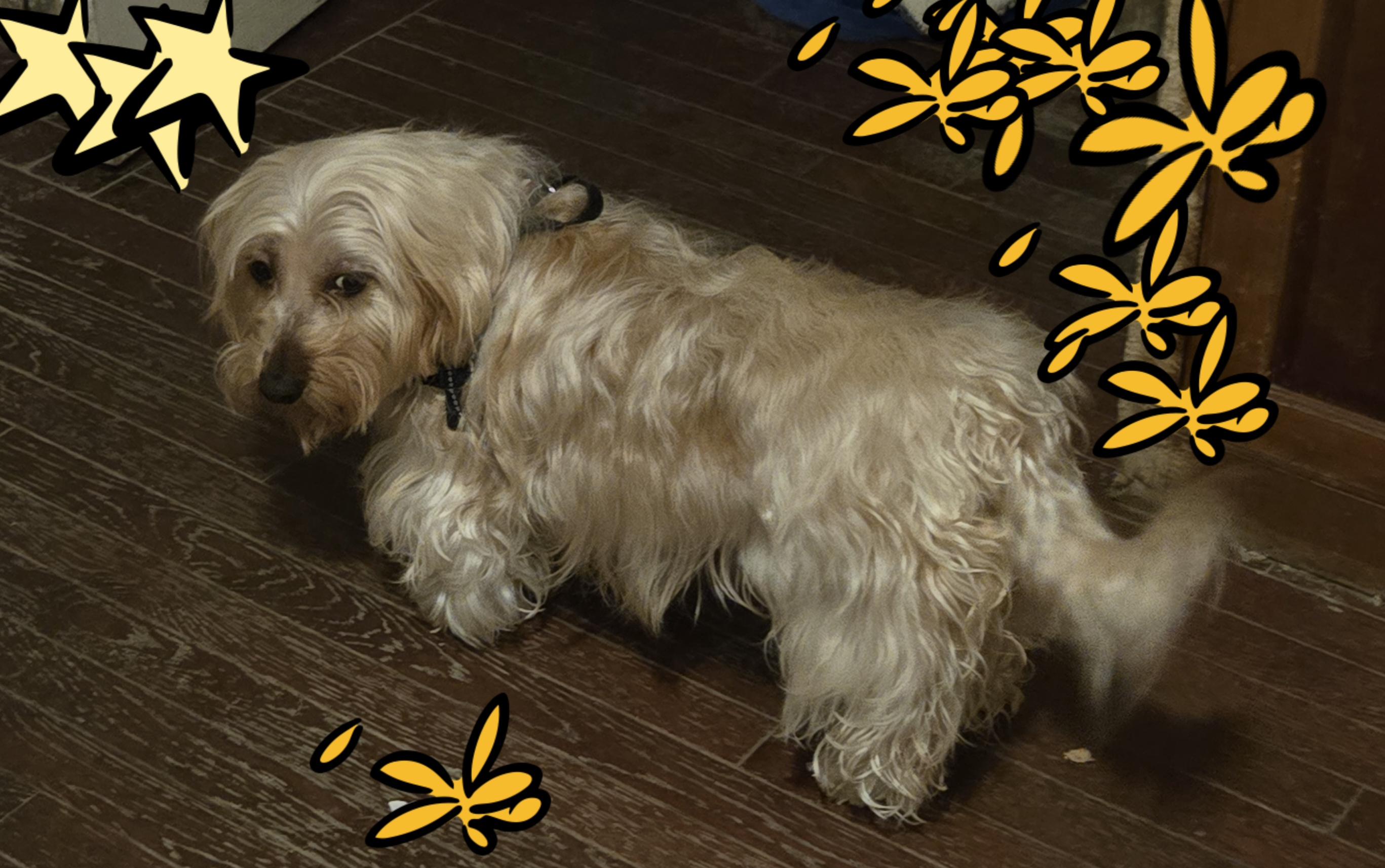 Goldilocks — thumbnail 3