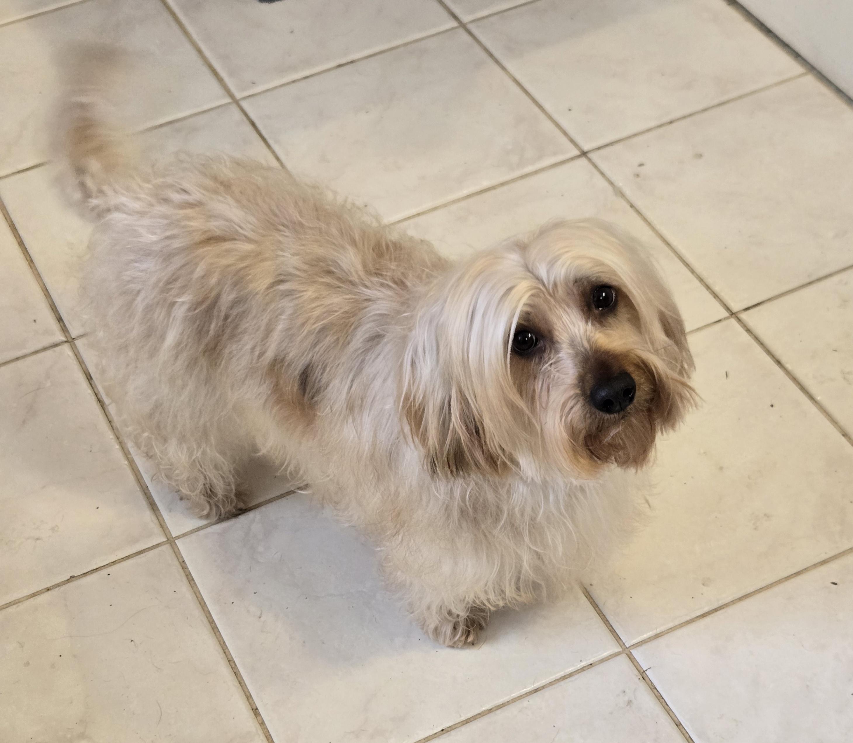 Enlarge Goldilocks, a Adoptable mixed breed in Suffolk, VA image 2/4