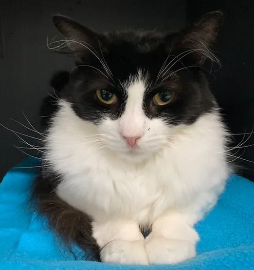 Tiny Tater, Adoptable, Adult Female Domestic Long Hair.