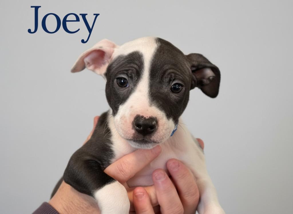 Joey- Blue, Adoptable, Puppy Male Pit Bull Terrier.