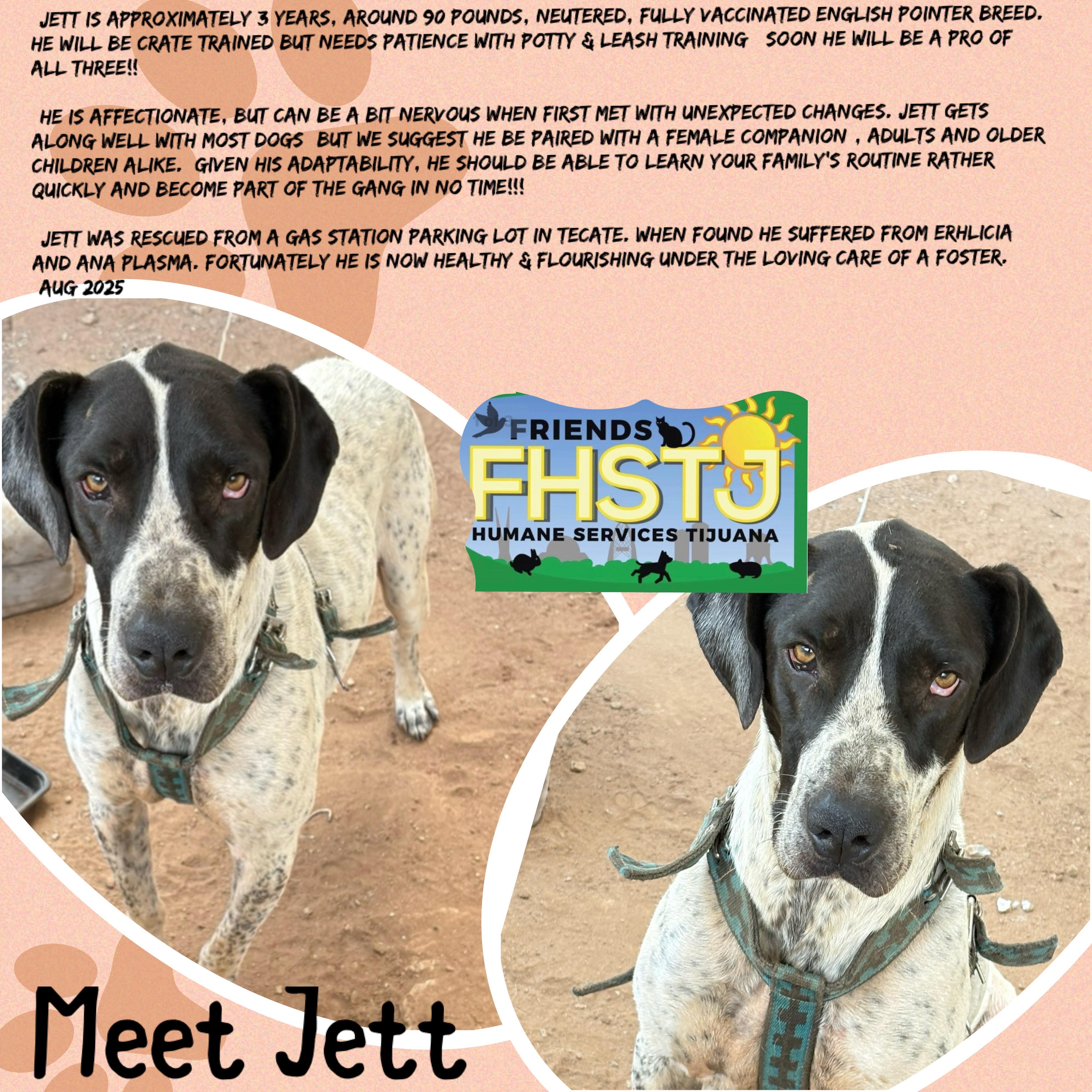 Enlarge Jett, a Adoptable mixed breed in San Ysidro, CA image 1/5