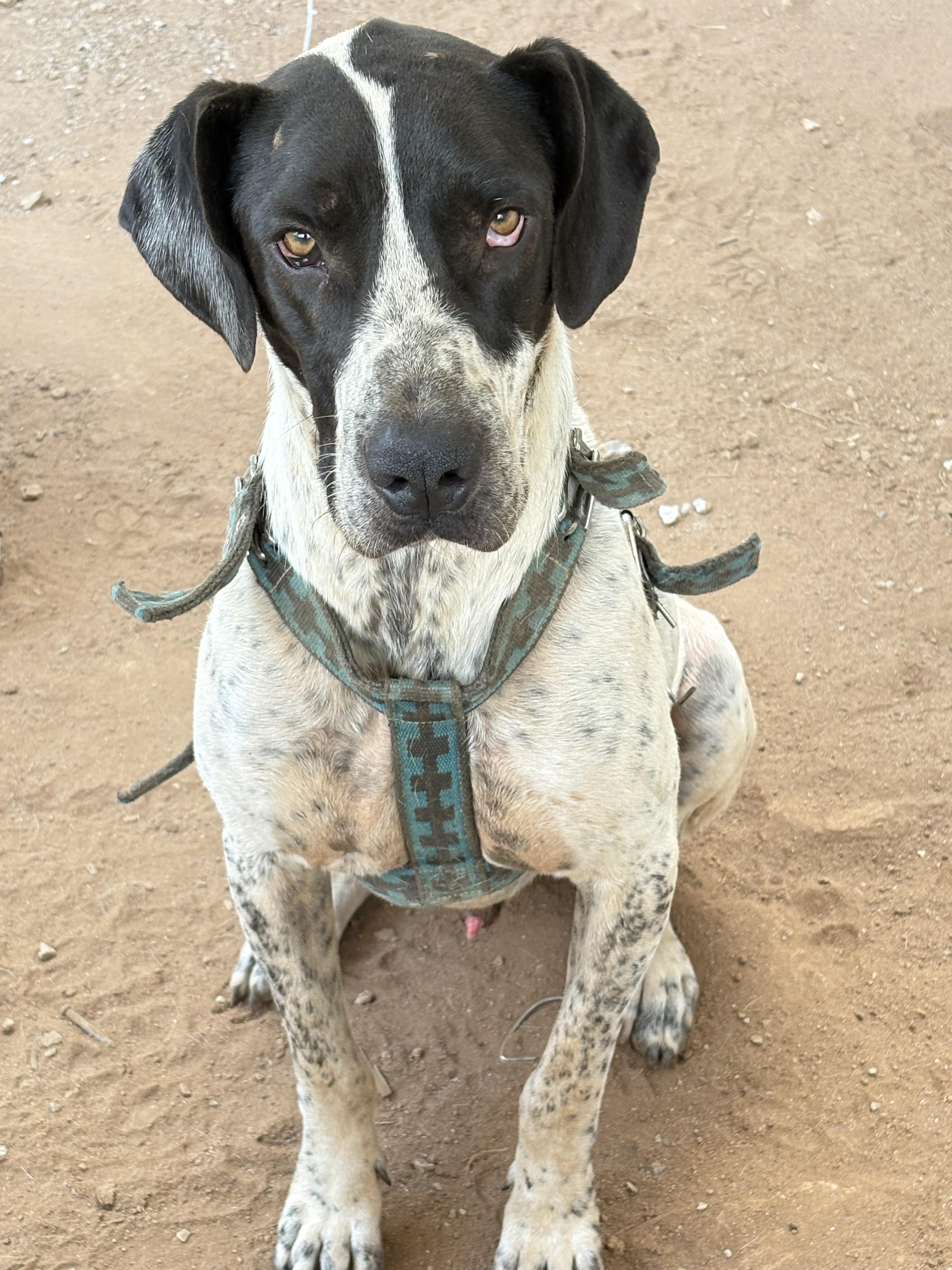 Enlarge Jett, a Adoptable mixed breed in San Ysidro, CA image 2/5