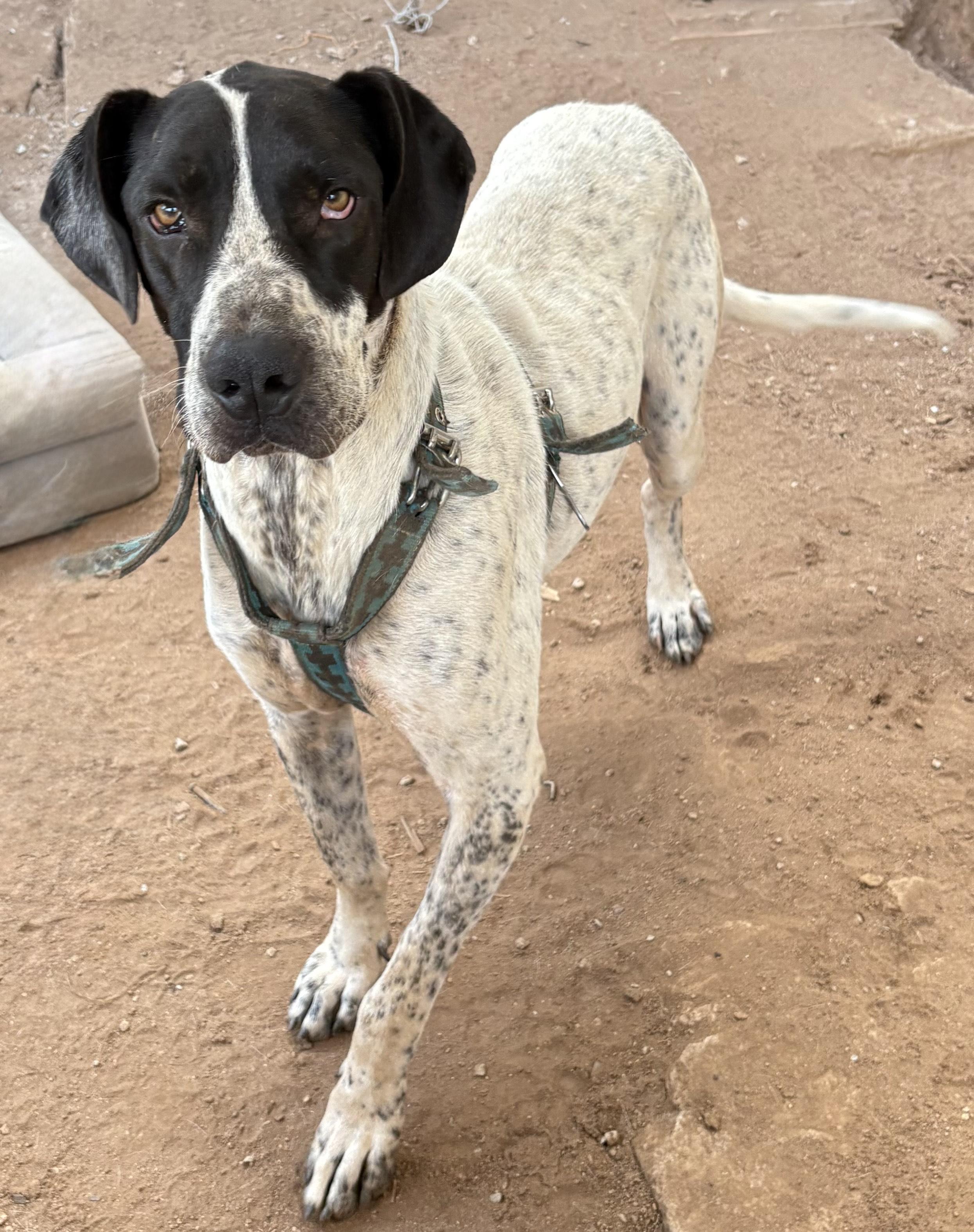 Enlarge Jett, a Adoptable mixed breed in San Ysidro, CA image 3/5