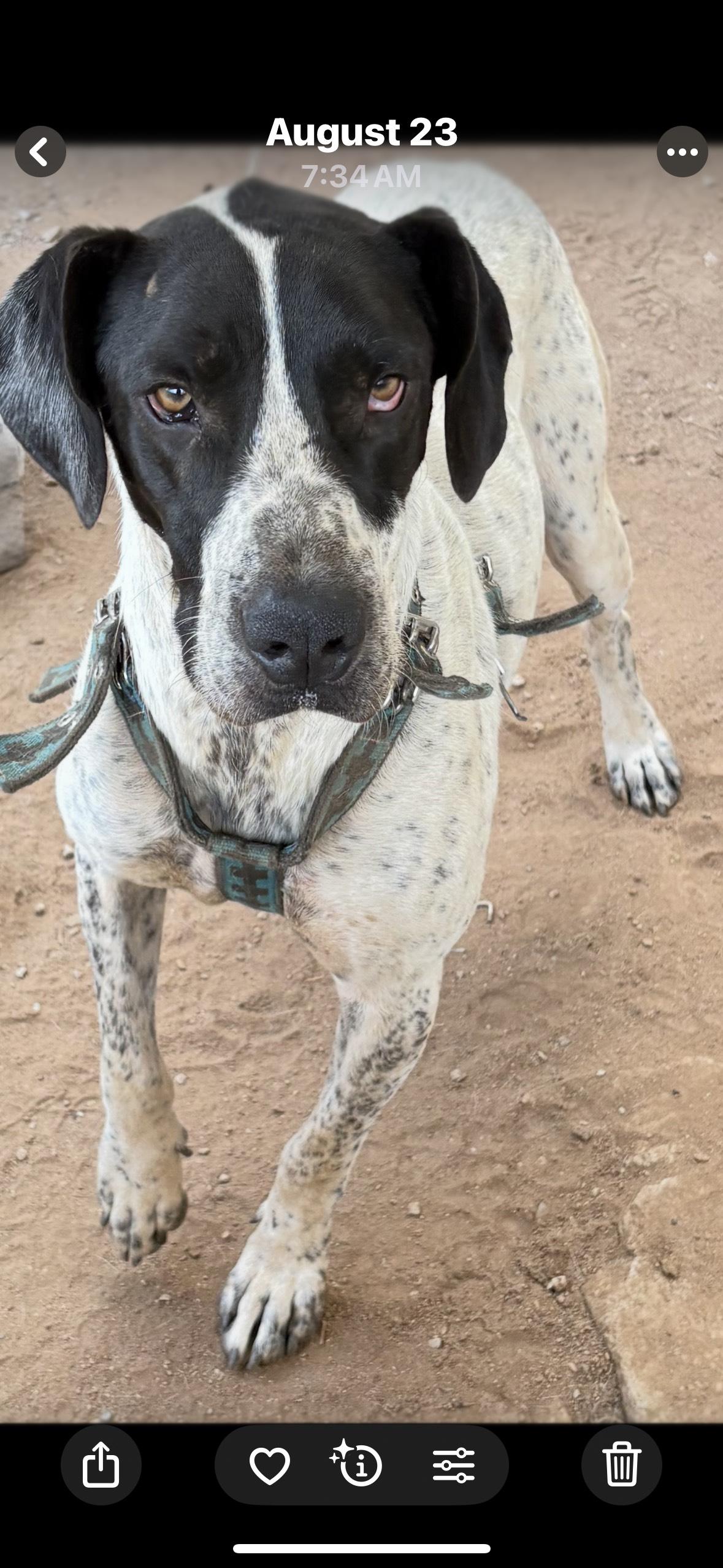Enlarge Jett, a Adoptable mixed breed in San Ysidro, CA image 4/5