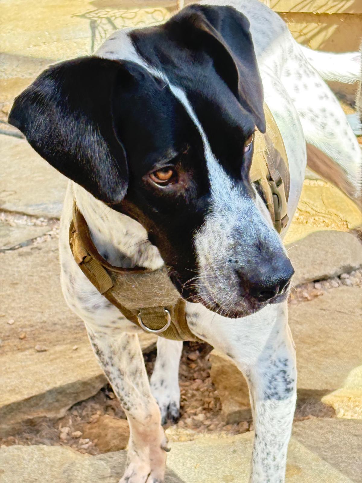 Jett, Adoptable, Adult Male English Pointer.