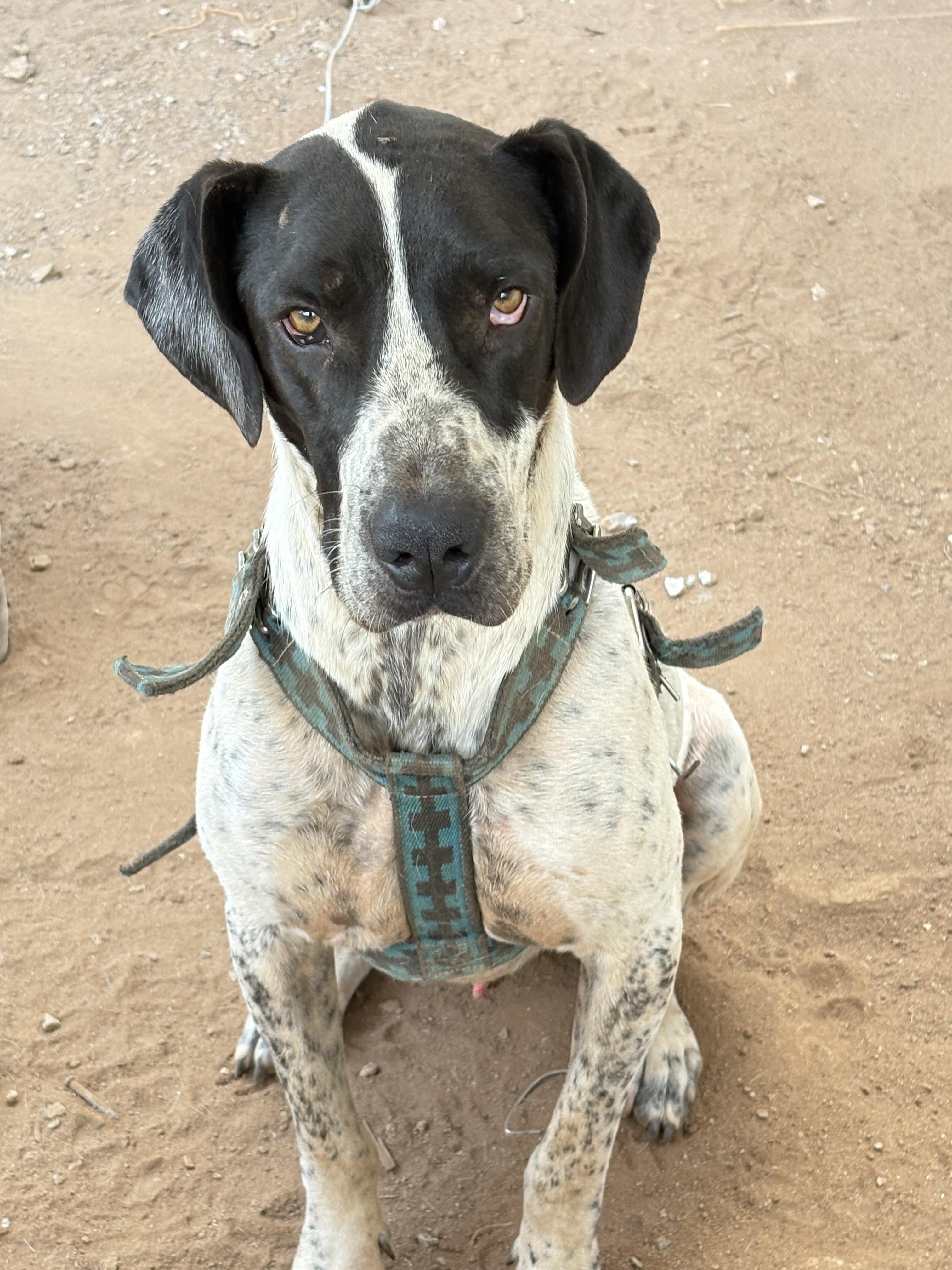 Enlarge Jett, a Adoptable mixed breed in San Ysidro, CA image 5/5