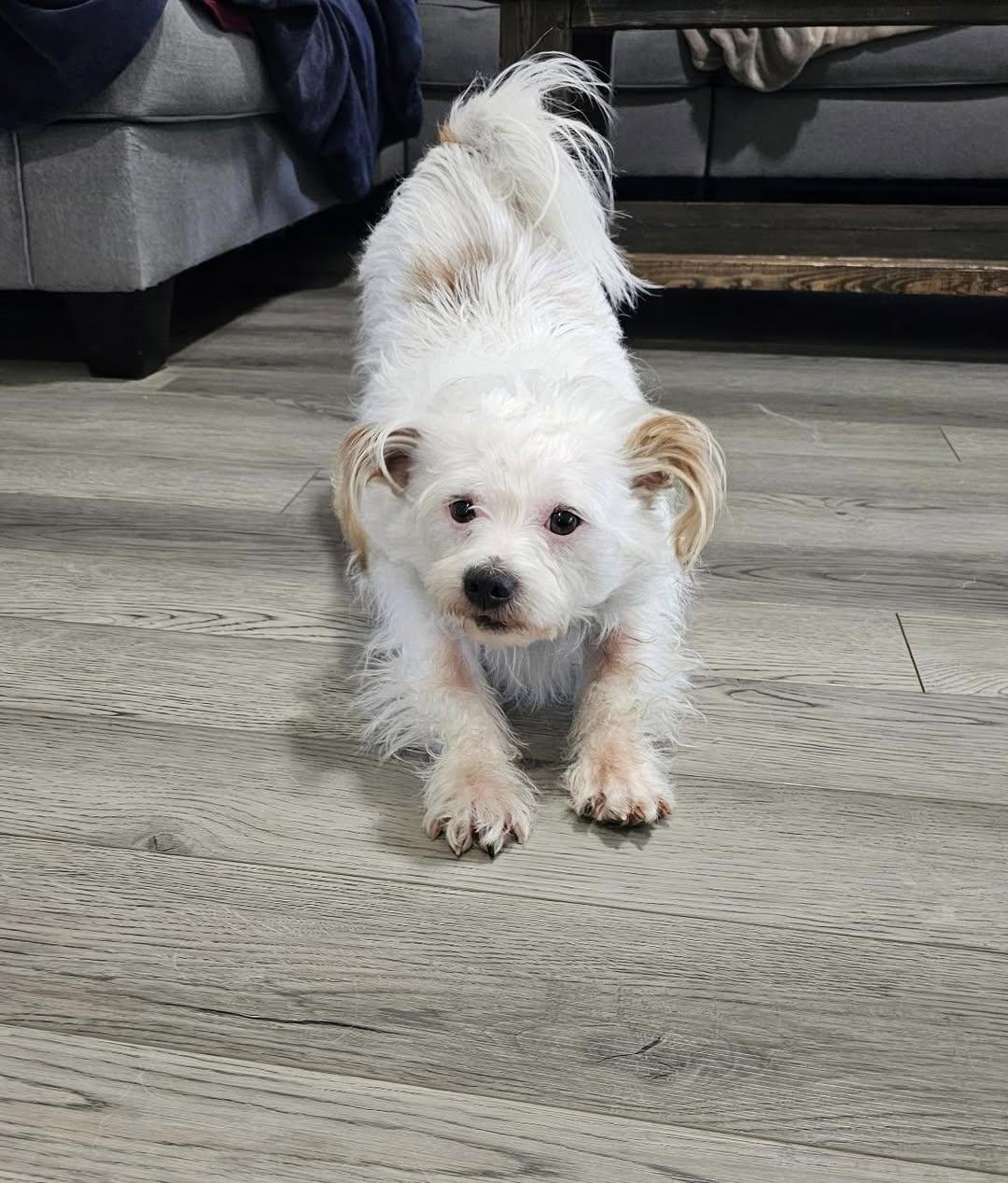 Enlarge Lucky, an adopted mixed breed in Lexington, KY image 2/3