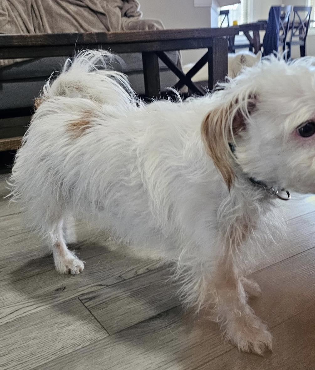 Enlarge Lucky, an adopted mixed breed in Lexington, KY image 3/3