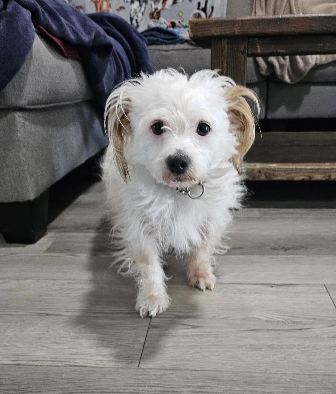 Enlarge Lucky, an adopted mixed breed in Lexington, KY image 1/3