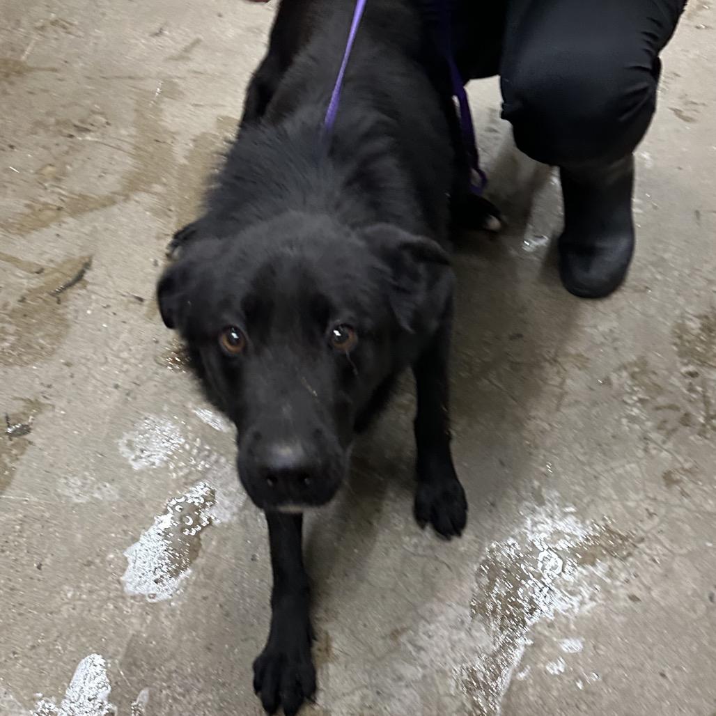 Enlarge Miller, a Adoptable Mixed Breed in Corbin, KY image 1/1