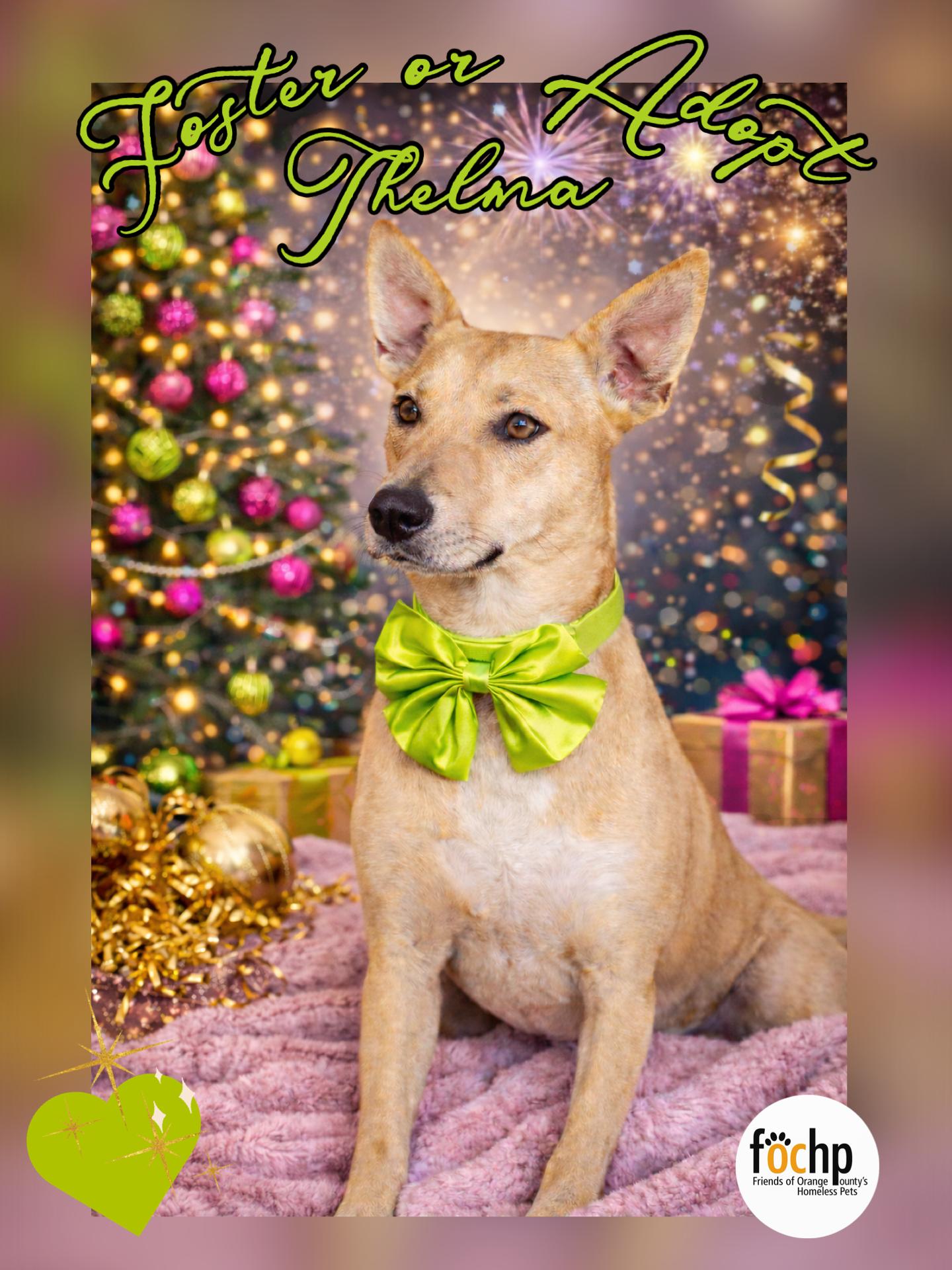 Thelma, Adoptable, Young Female Shepherd.