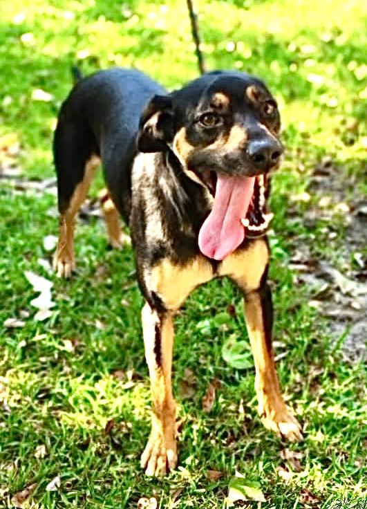 Maxwell, a Adoptable mixed breed in Ladson, SC image 2/5