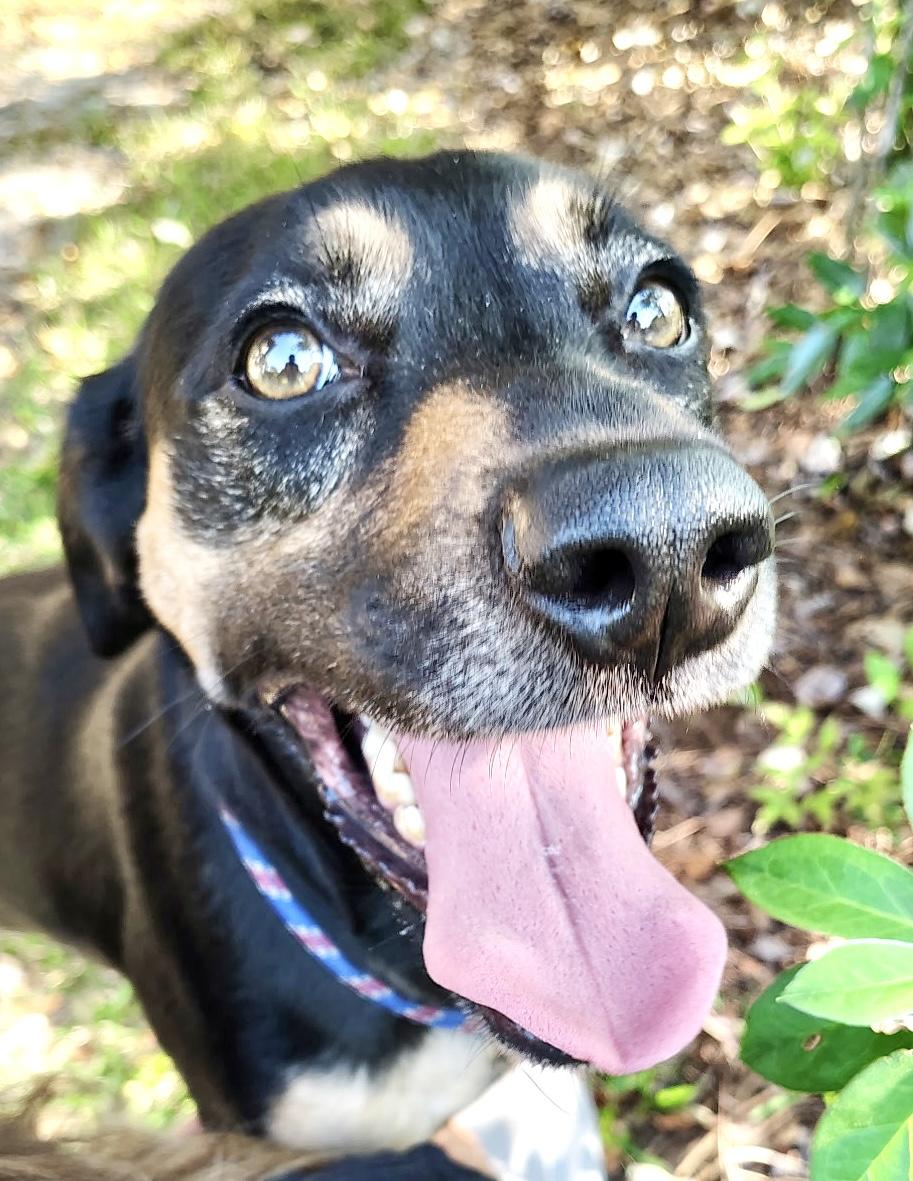 Maxwell, a Adoptable mixed breed in Ladson, SC image 1/5