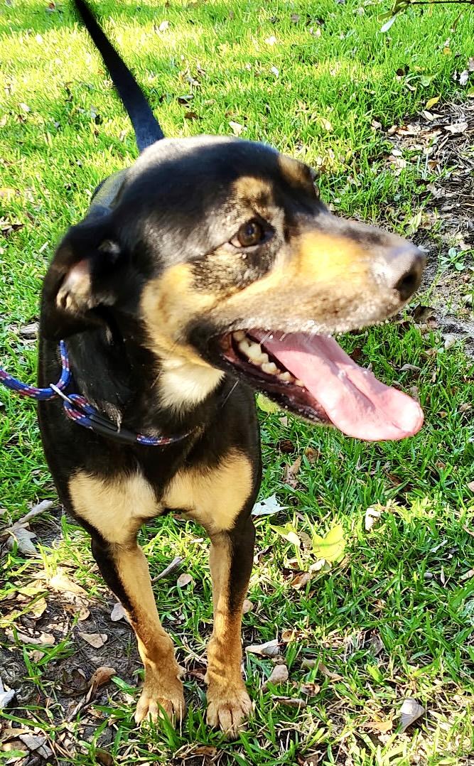 Maxwell, a Adoptable mixed breed in Ladson, SC image 4/5