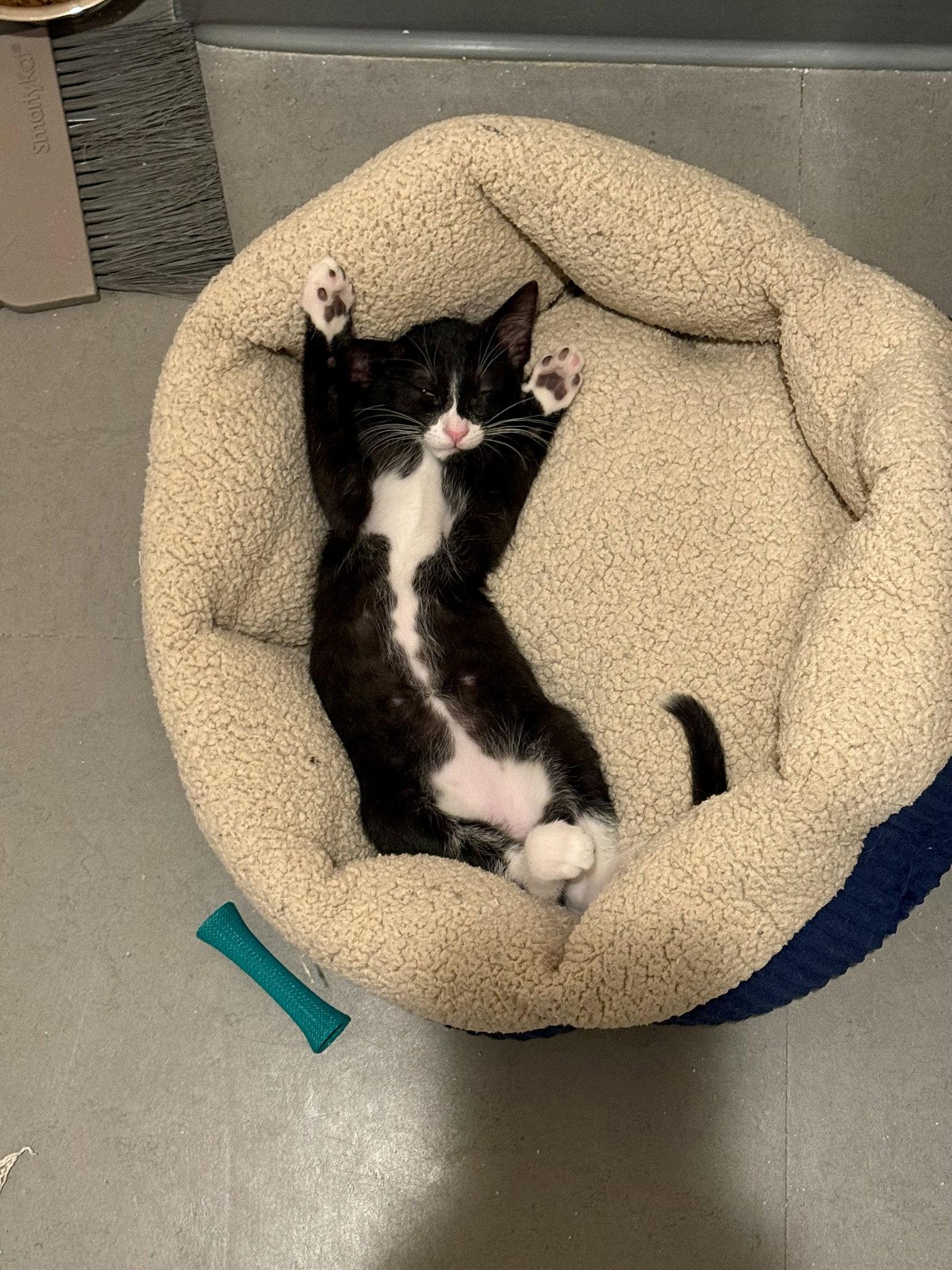 Joules (bonded with Newton), a Adoptable Domestic Short Hair in Oakland, CA image 1/3