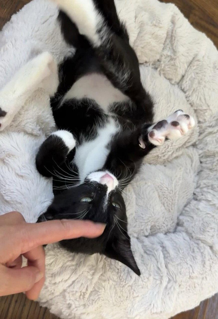 Joules (bonded with Newton), a Adoptable Domestic Short Hair in Oakland, CA image 2/3