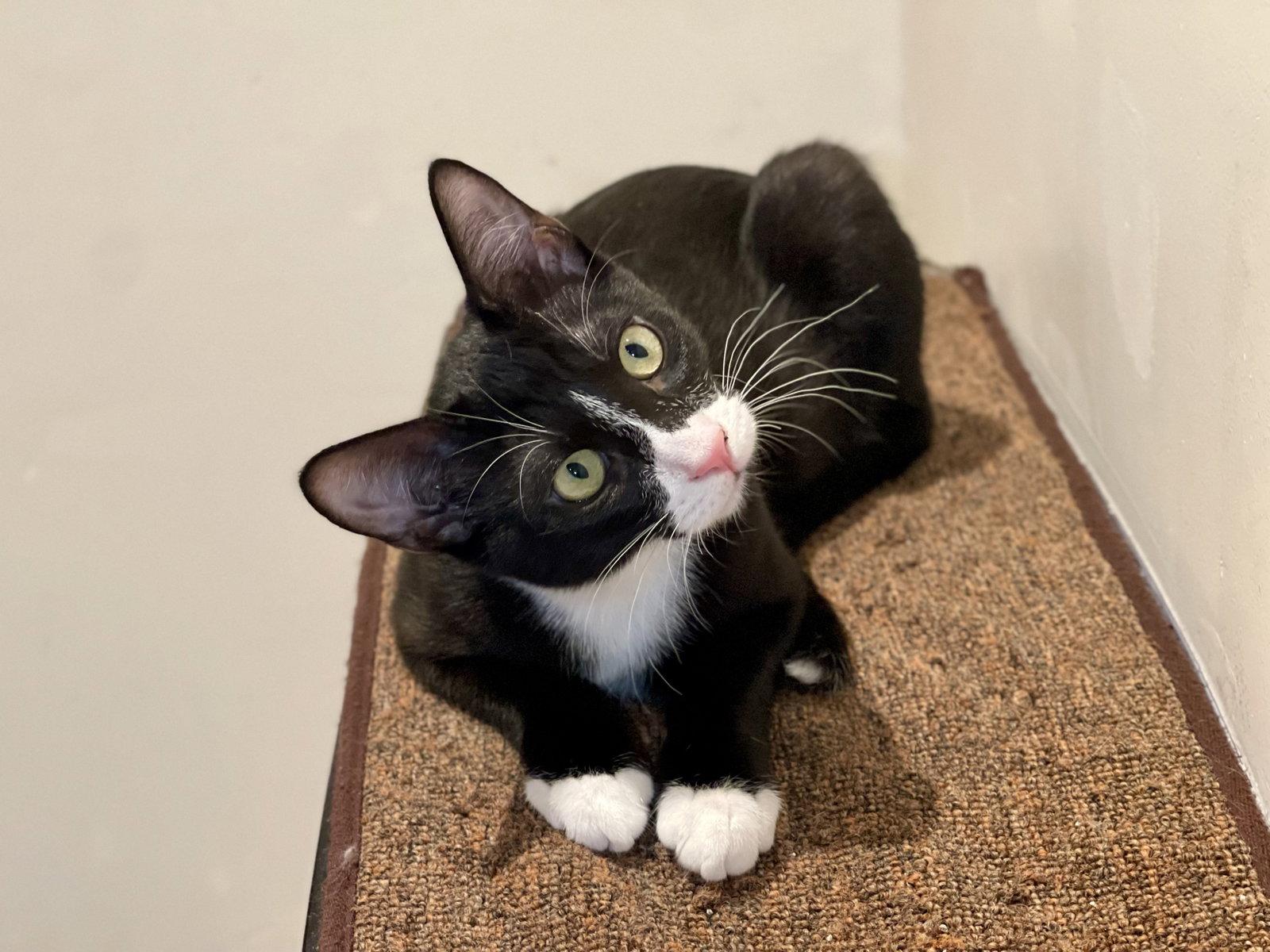 Joules (bonded with Newton), Adoptable, Kitten Male Domestic Short Hair.