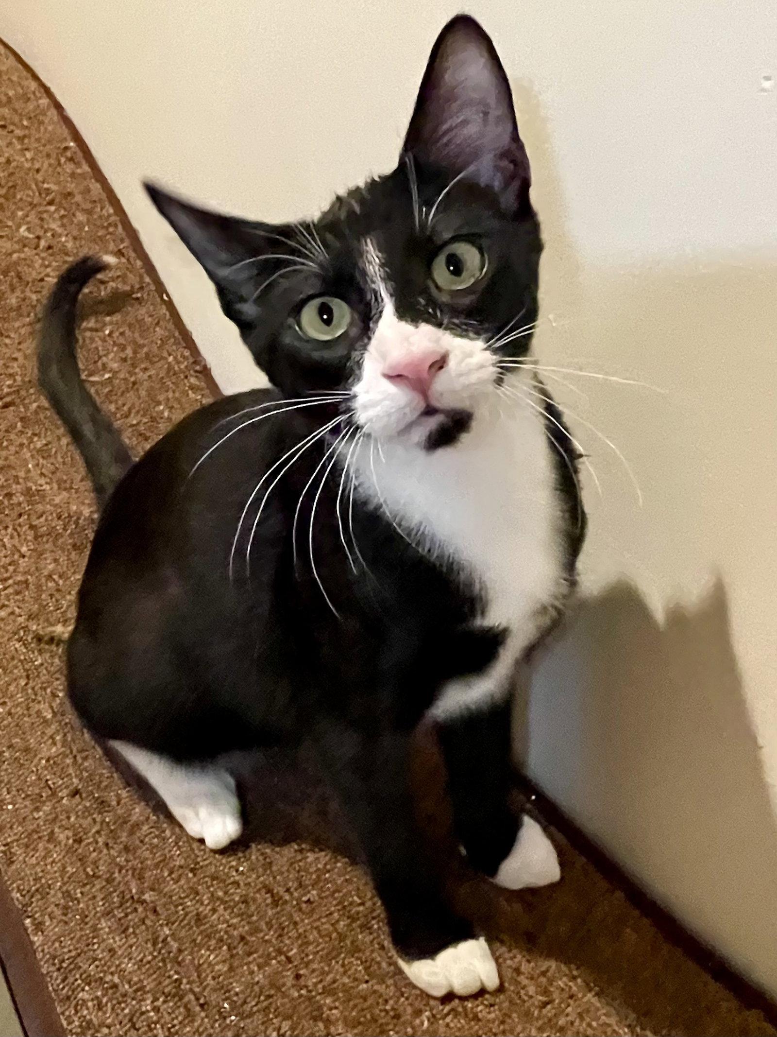 Enlarge Joules (bonded with Newton), a Adoptable Domestic Short Hair in Oakland, CA image 2/3