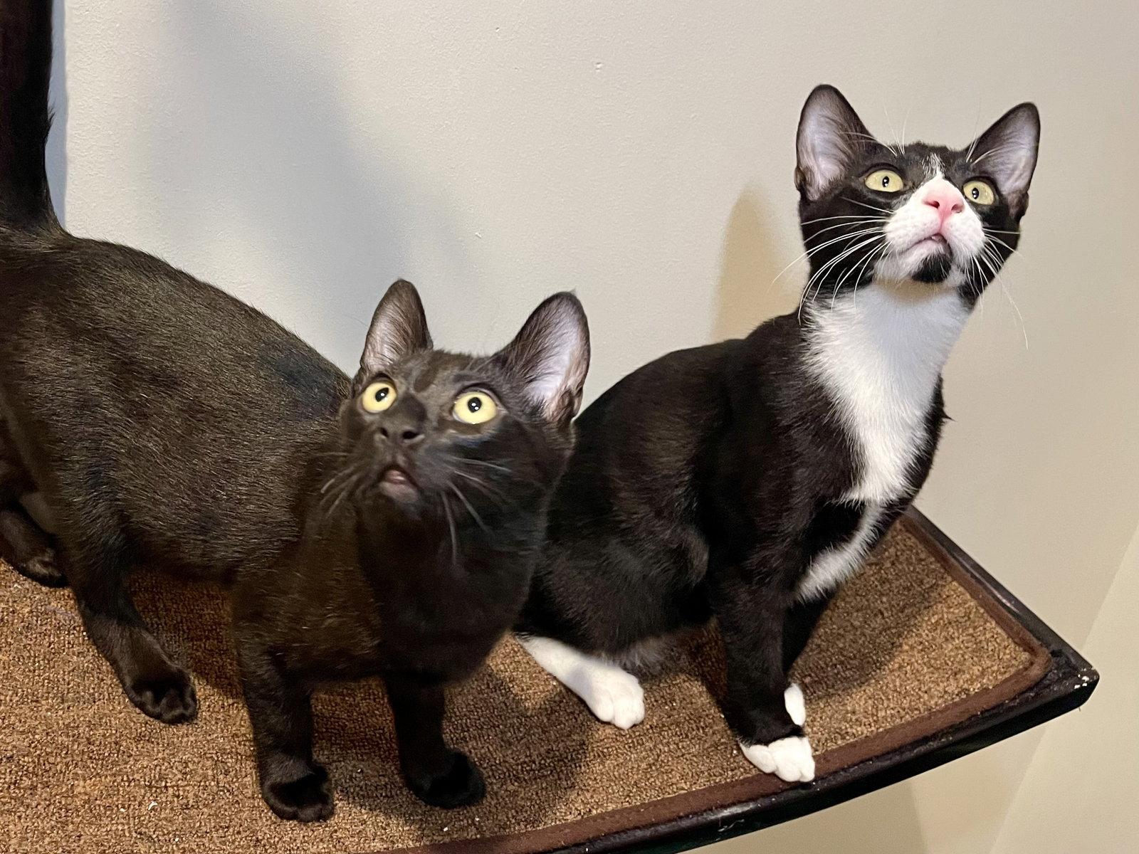 Enlarge Joules (bonded with Newton), a Adoptable Domestic Short Hair in Oakland, CA image 3/3