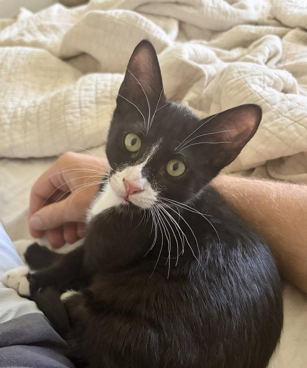 Joules (bonded with Newton), a Adoptable Domestic Short Hair in Oakland, CA image 3/3