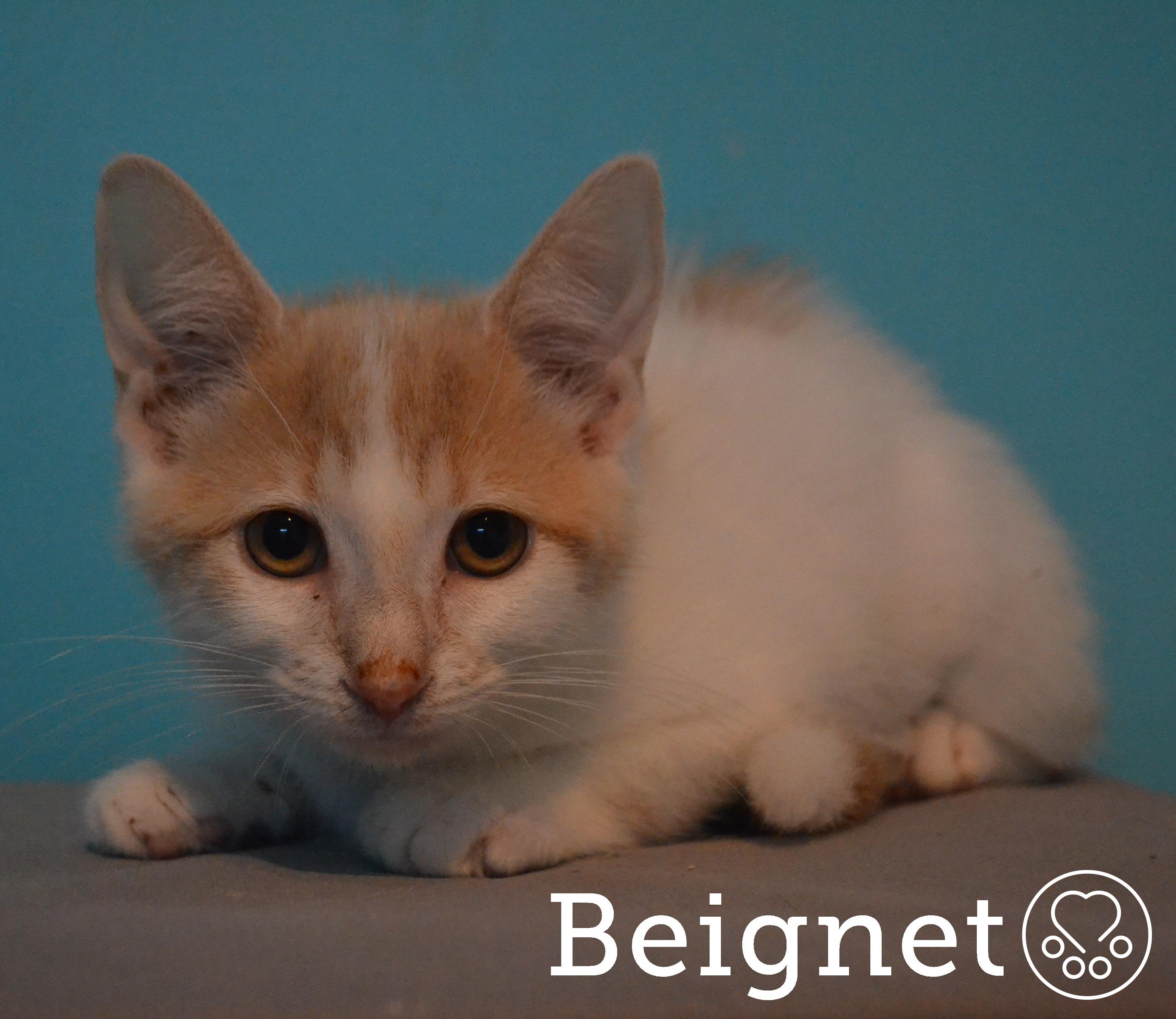 Beignet