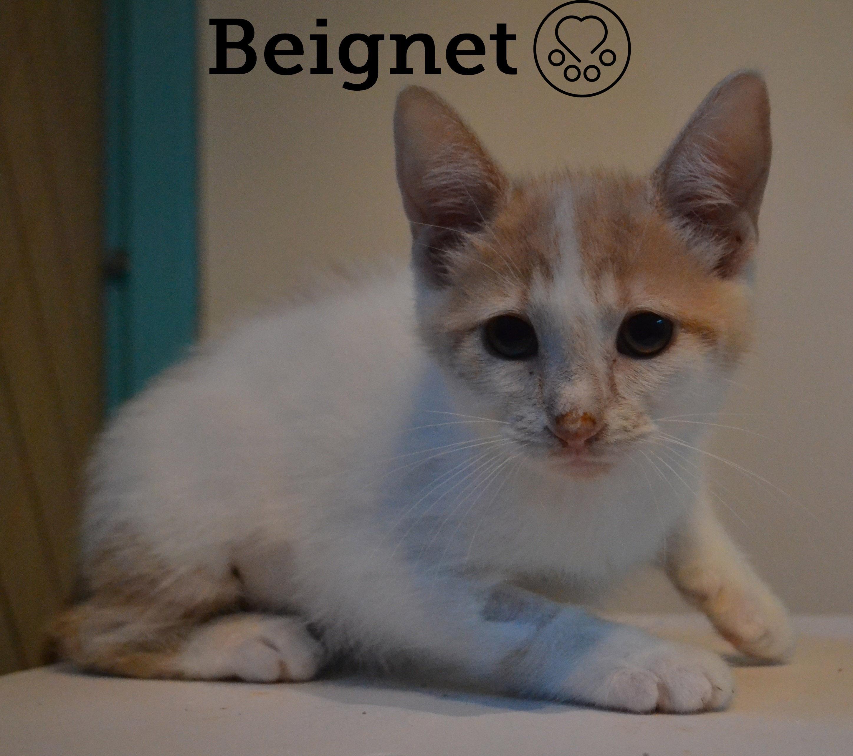 Beignet