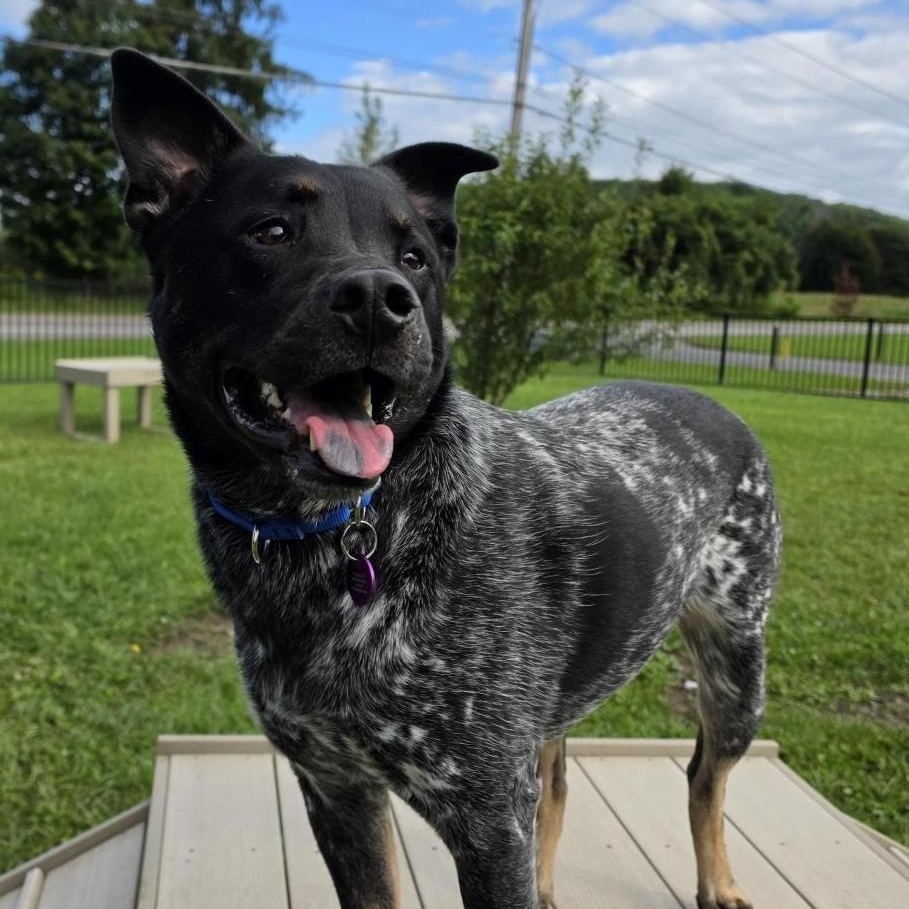 Sam, Adoptable, Adult Male Mixed Breed.