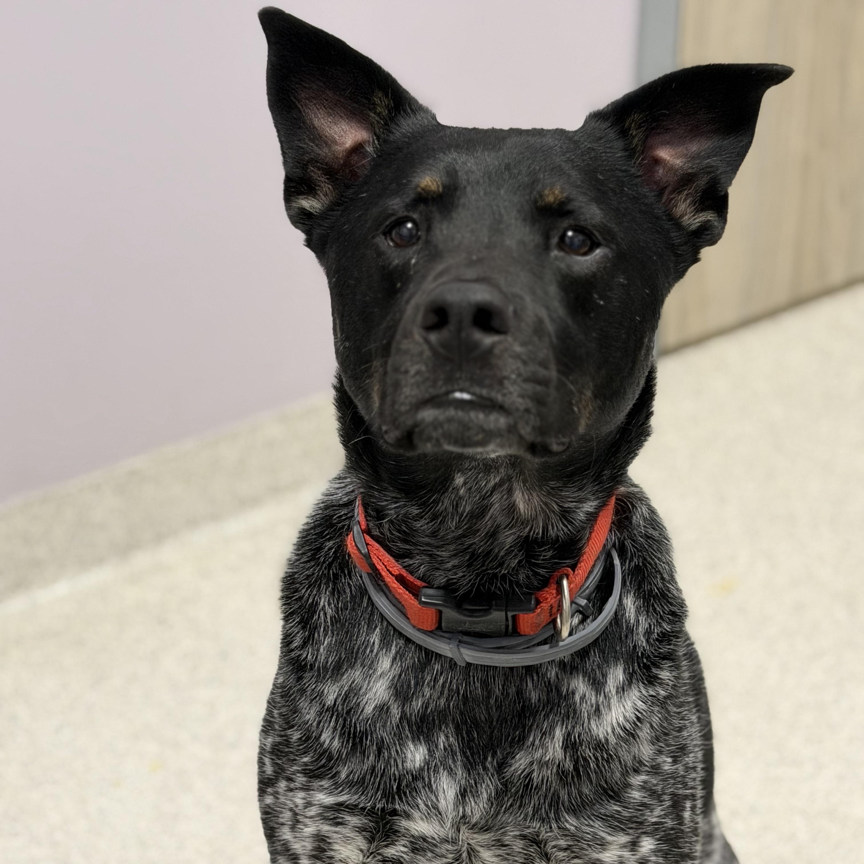 Enlarge Sam, a Adoptable Mixed Breed in Cooperstown, NY image 2/3