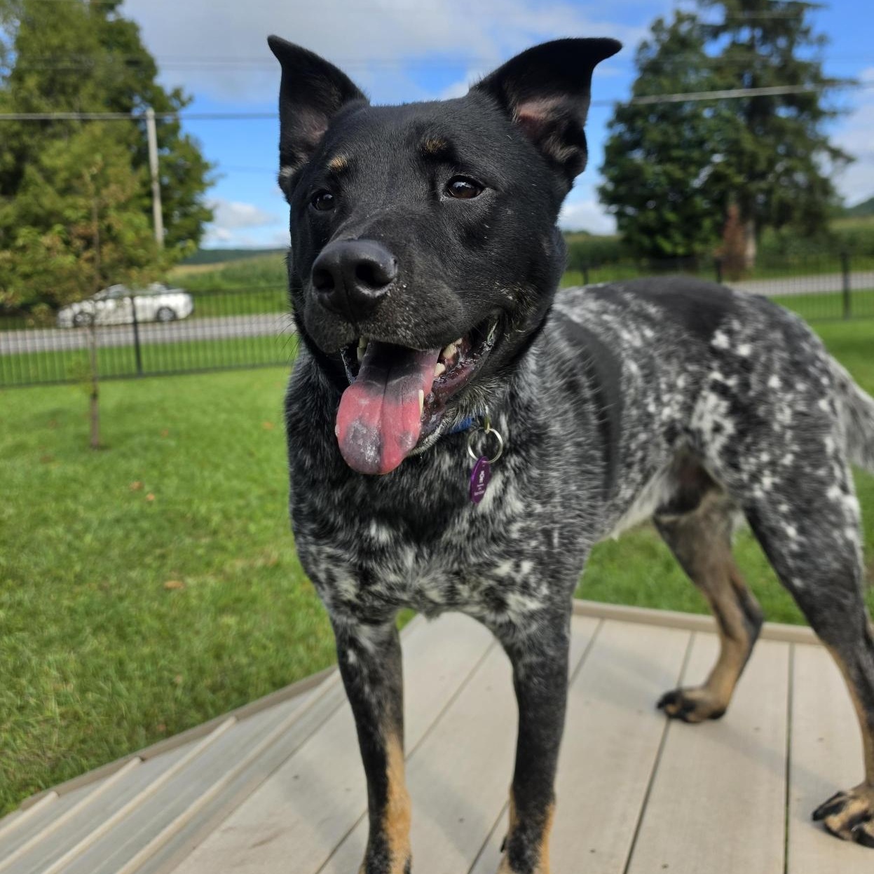 Enlarge Sam, a Adoptable Mixed Breed in Cooperstown, NY image 3/3