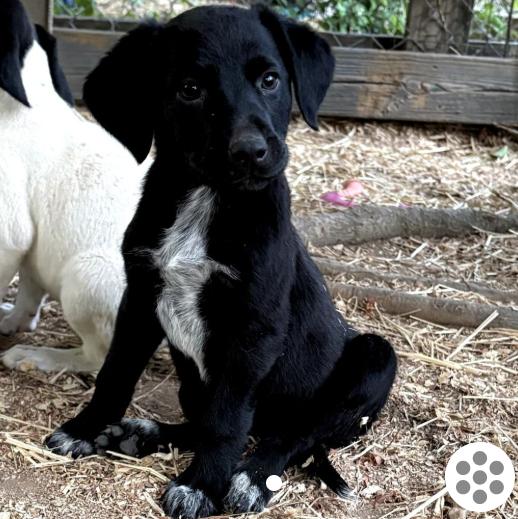 Enlarge Padme, an adopted mixed breed in Detroit, MI image 1/1
