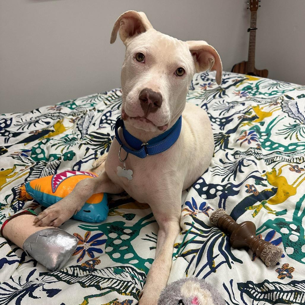 Casper Clyde, a Adoptable mixed breed in Griswold, CT image 1/2