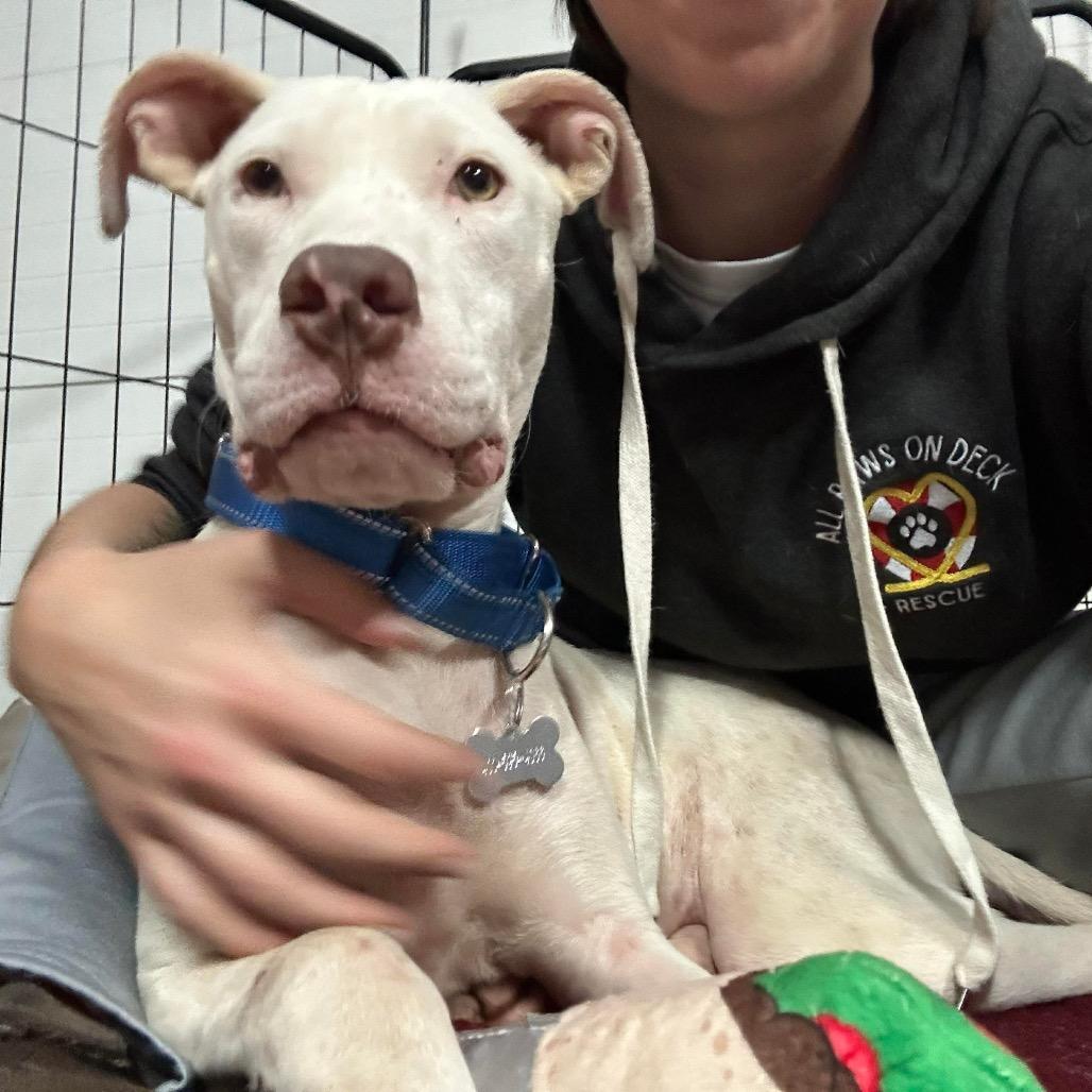 Casper Clyde, a Adoptable mixed breed in Griswold, CT image 2/2