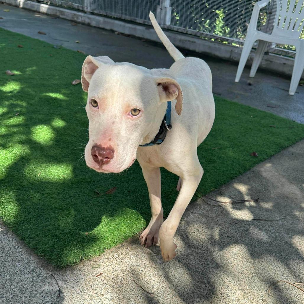 Casper Clyde, Adoptable, Young Male Labrador Retriever & Boxer.