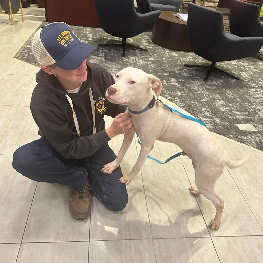 Casper Clyde, a Adoptable mixed breed in Griswold, CT image 1/4