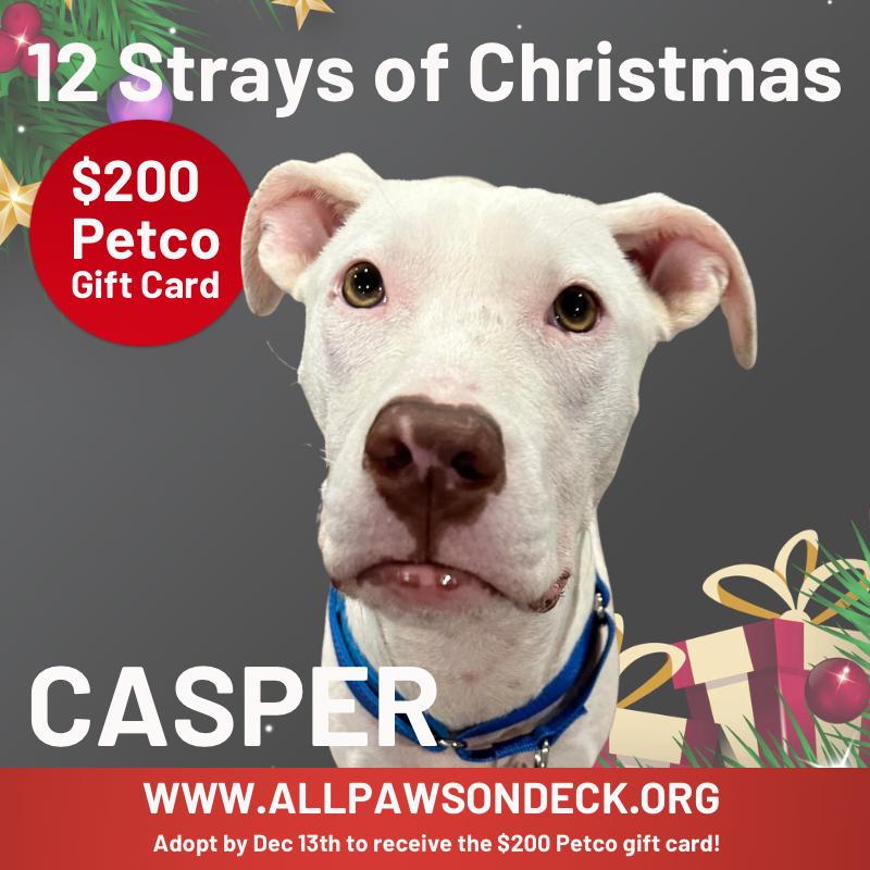 Casper Clyde, a Adoptable mixed breed in Griswold, CT image 3/4
