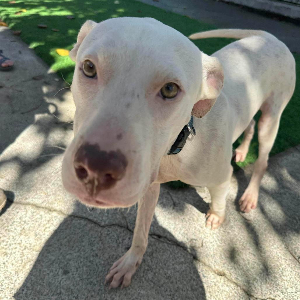 Casper Clyde, a Adoptable mixed breed in Griswold, CT image 4/4