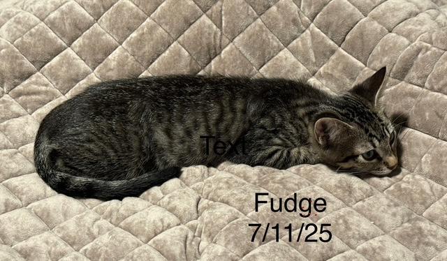 Fudge (Mad Llama Litter) 4