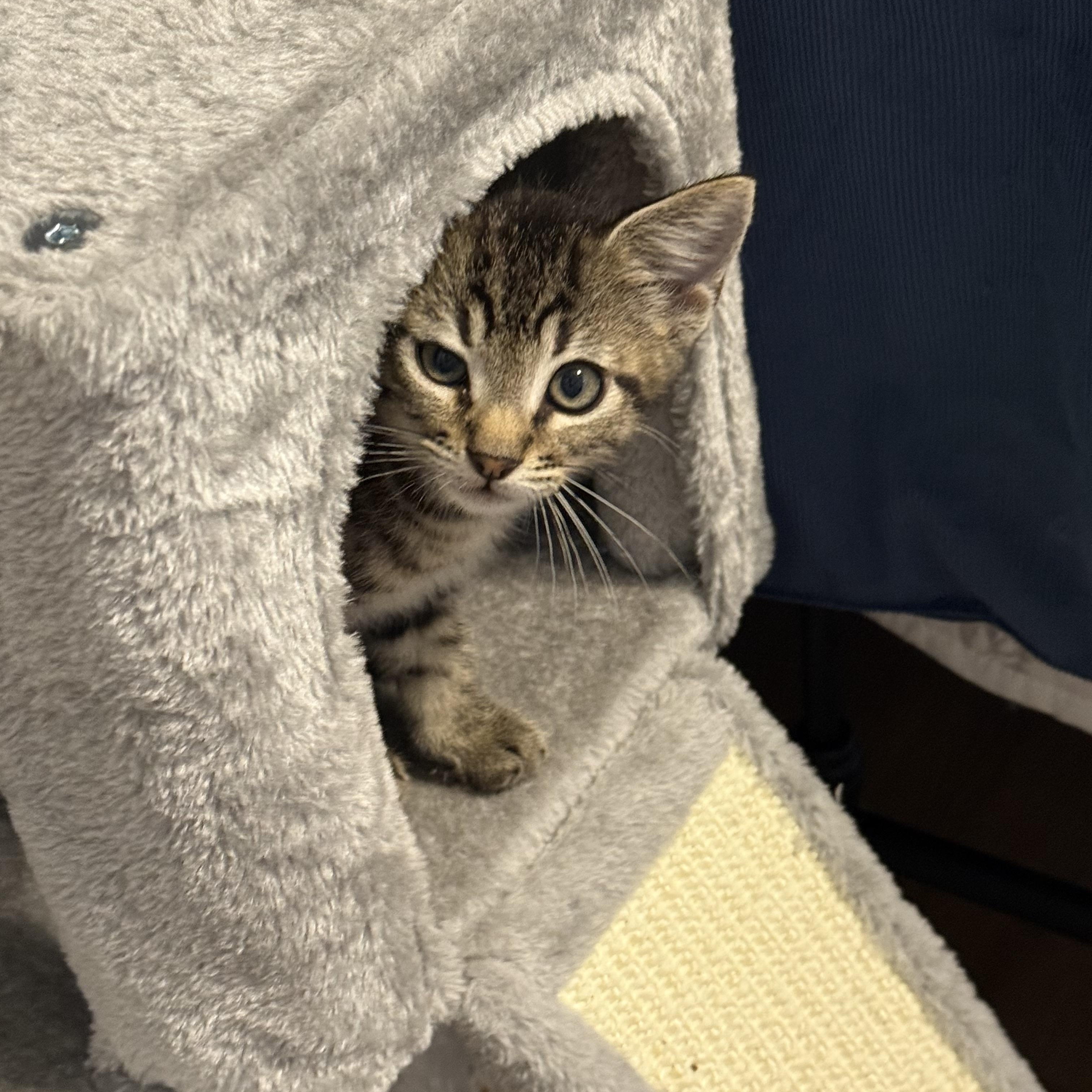 Fudge (Mad Llama Litter) 2