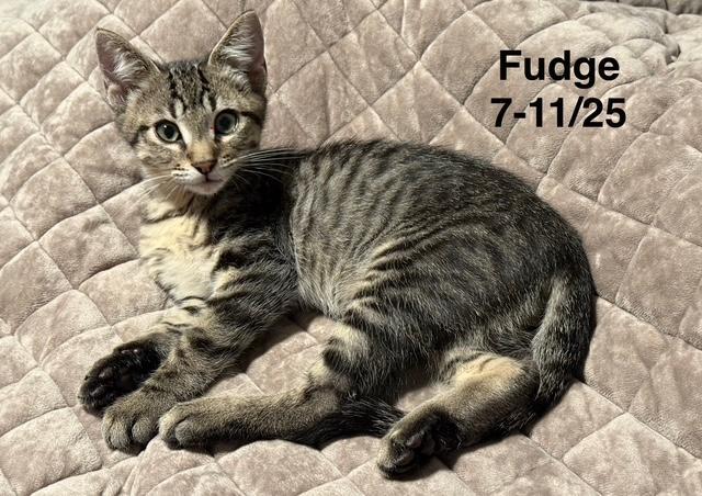 Fudge (Mad Llama Litter) 5