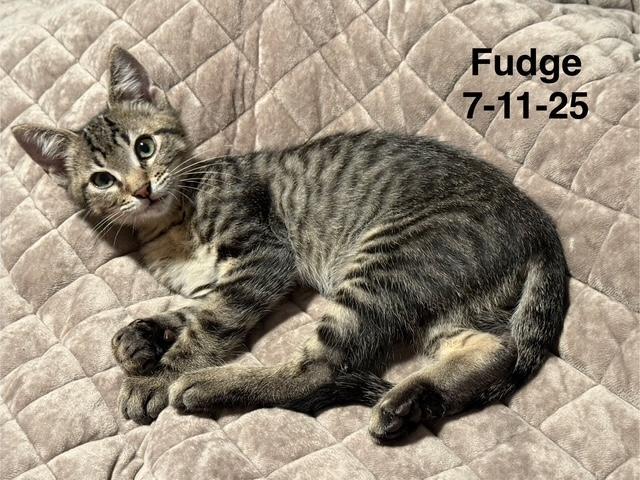 Fudge (Mad Llama Litter) 6
